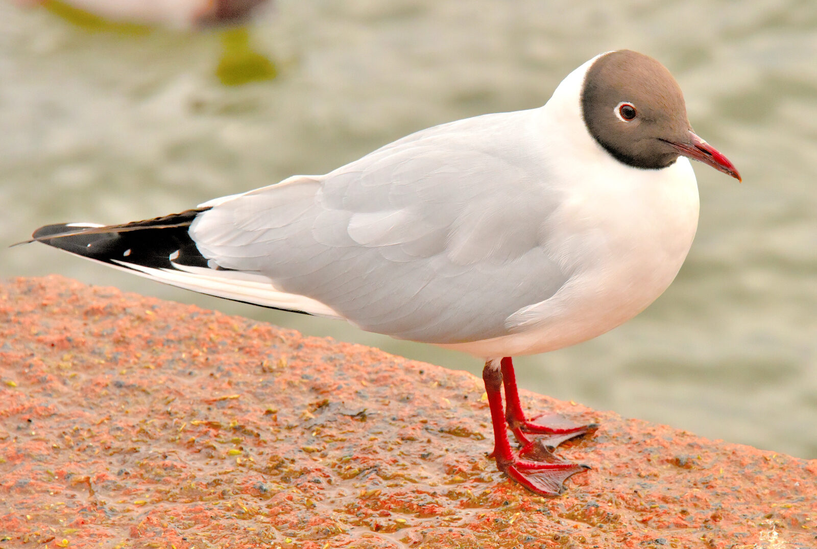Valokuvaaja: Reijo Juurinen