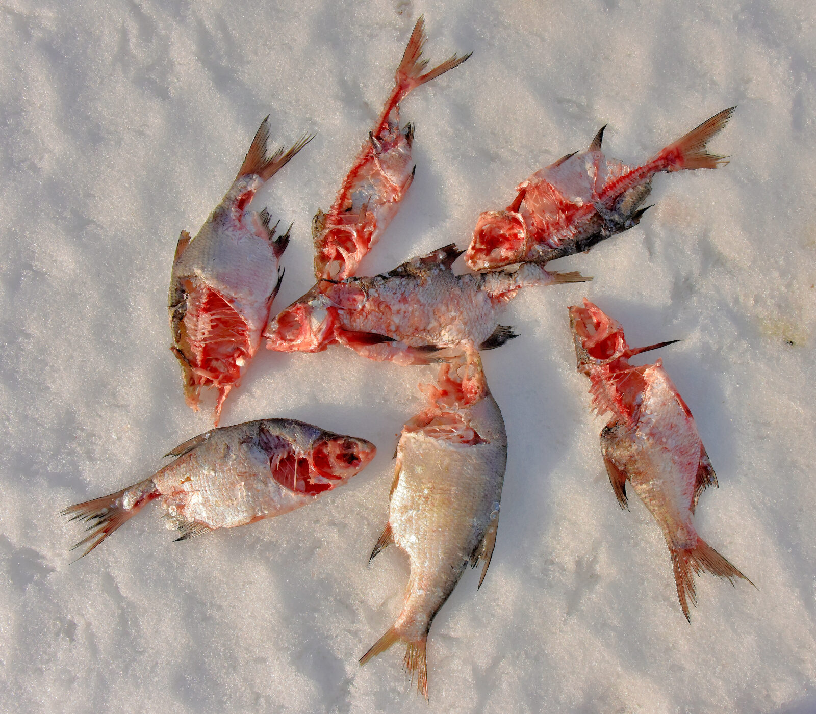 Valokuvaaja: Reijo Juurinen