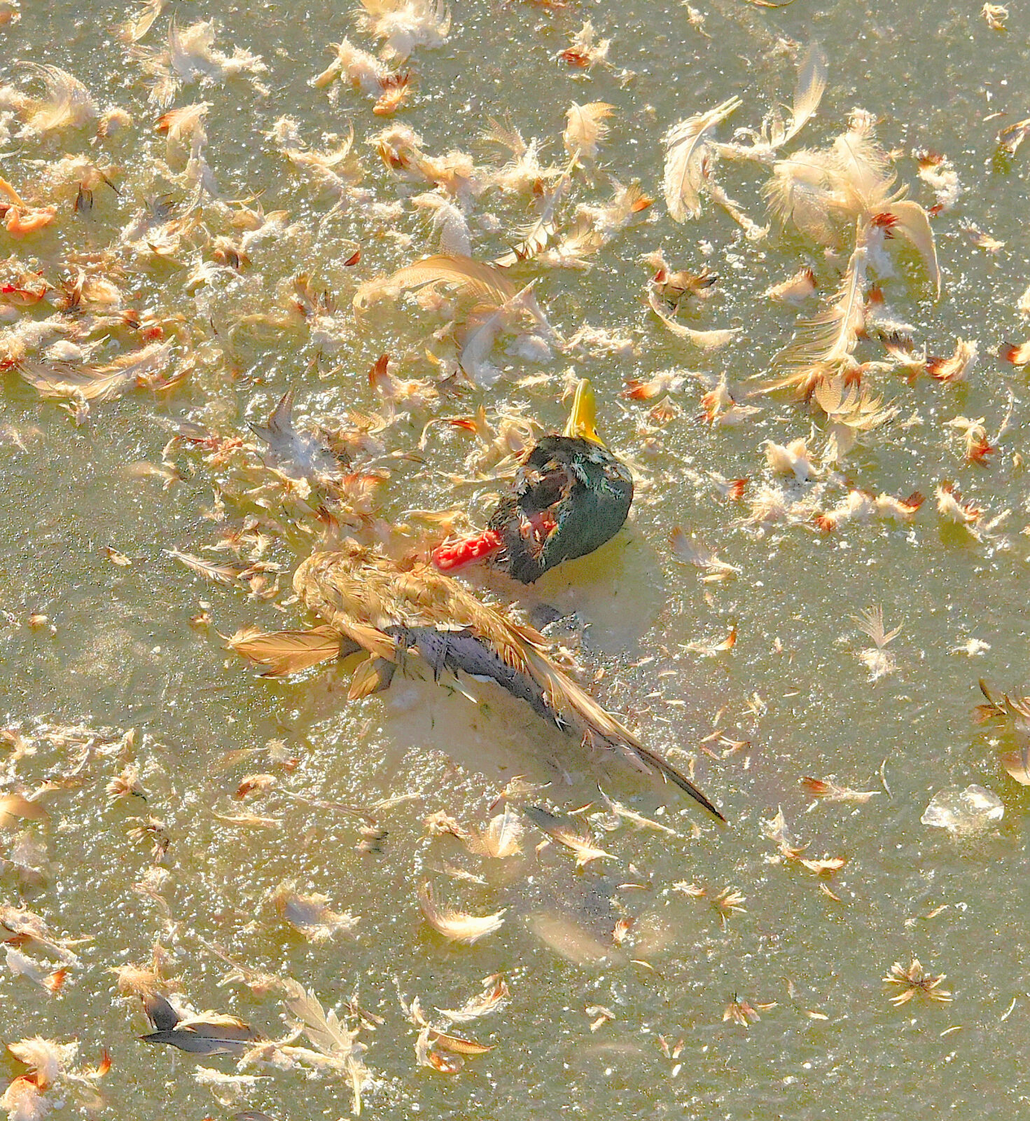 Valokuvaaja: Reijo Juurinen