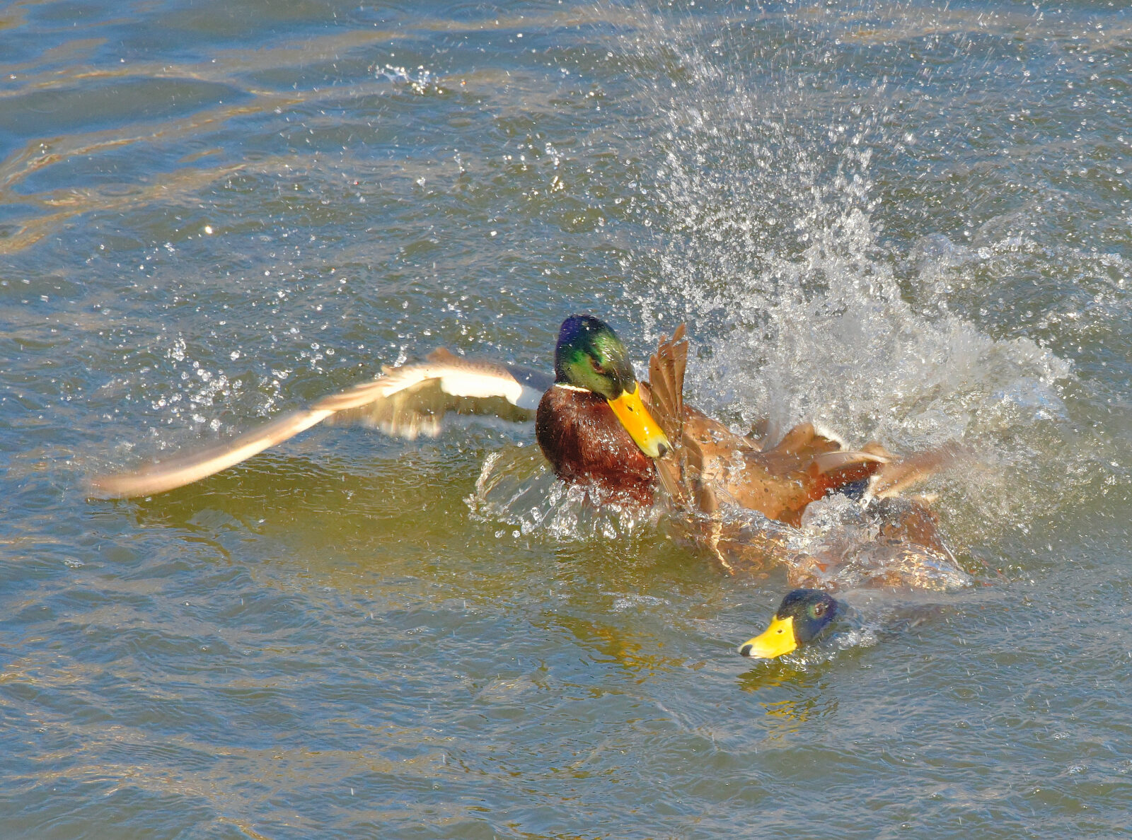 Valokuvaaja: Reijo Juurinen