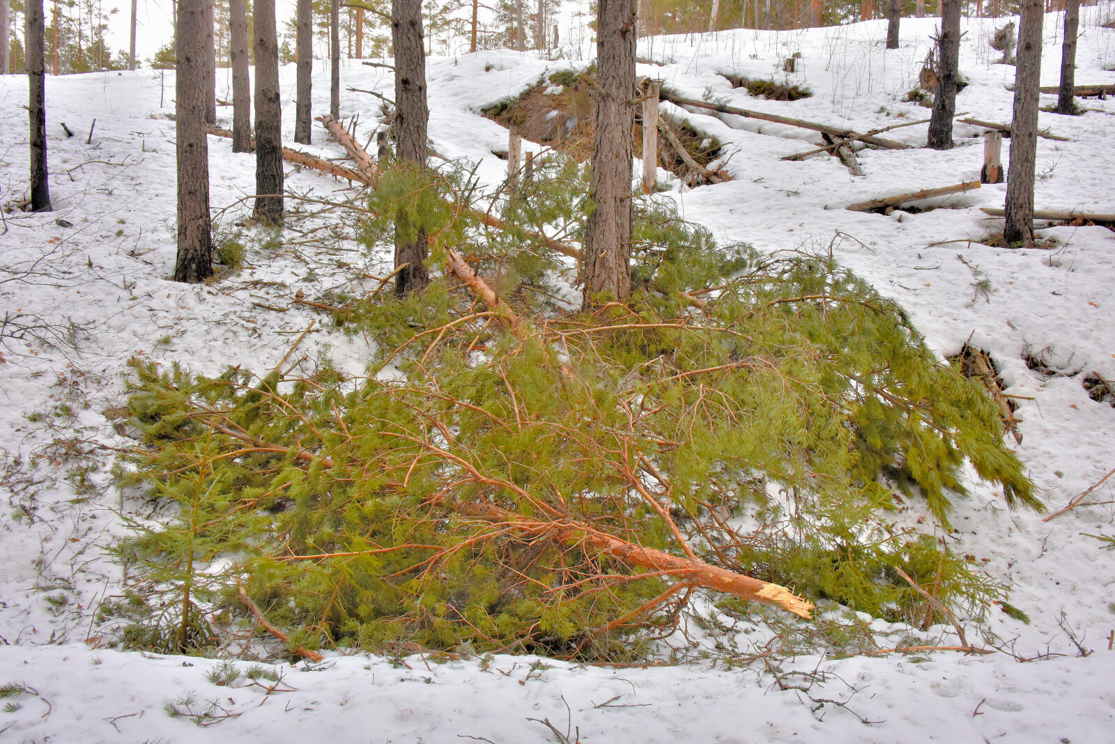 Valokuvaaja: Reijo Juurinen