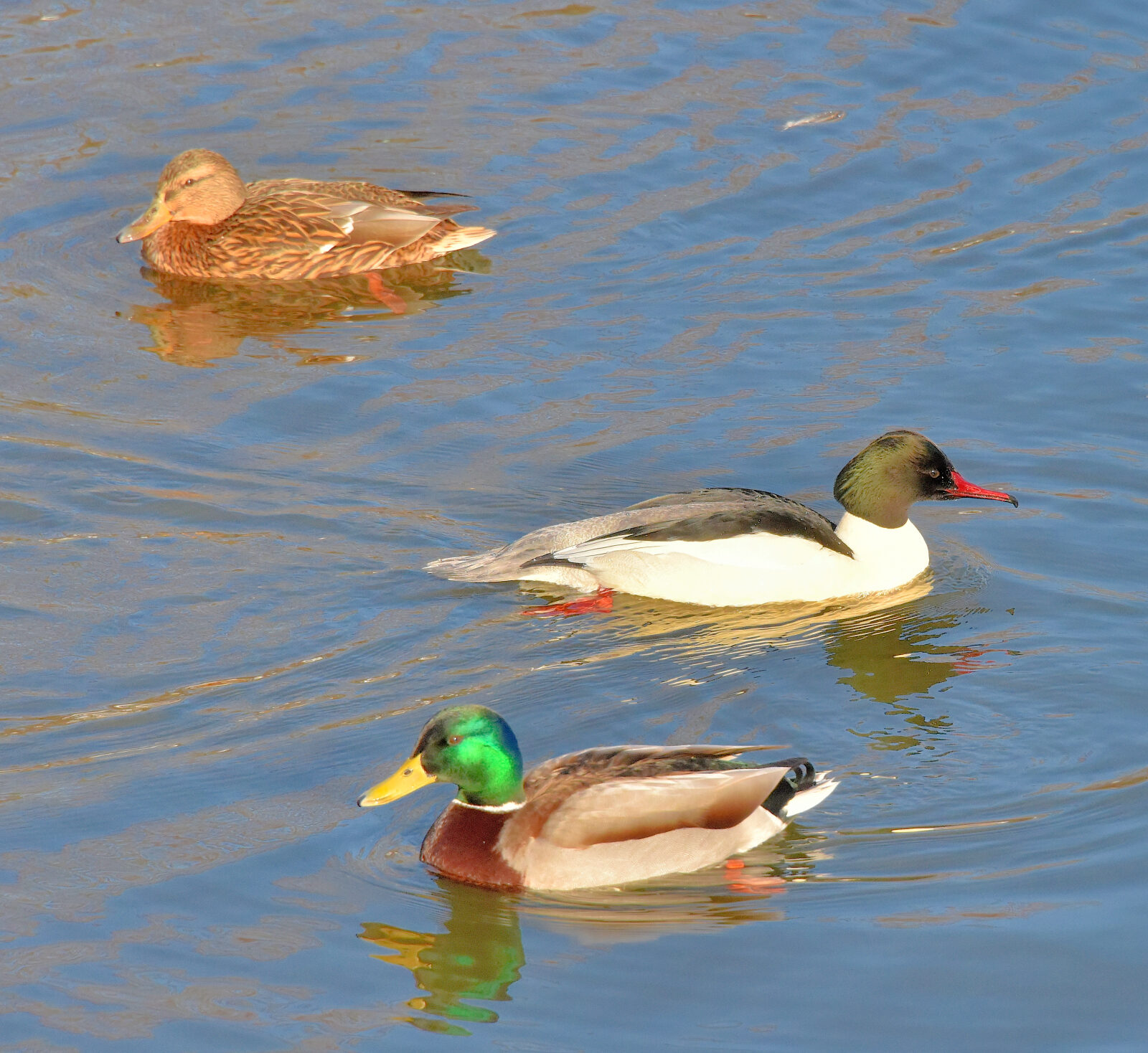 Valokuvaaja: Reijo Juurinen