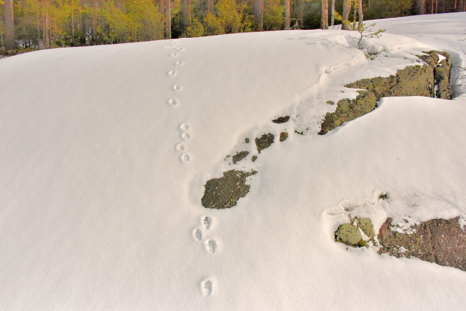 Valokuvaaja: Reijo Juurinen Valokuvaaja: Reijo Juurinen