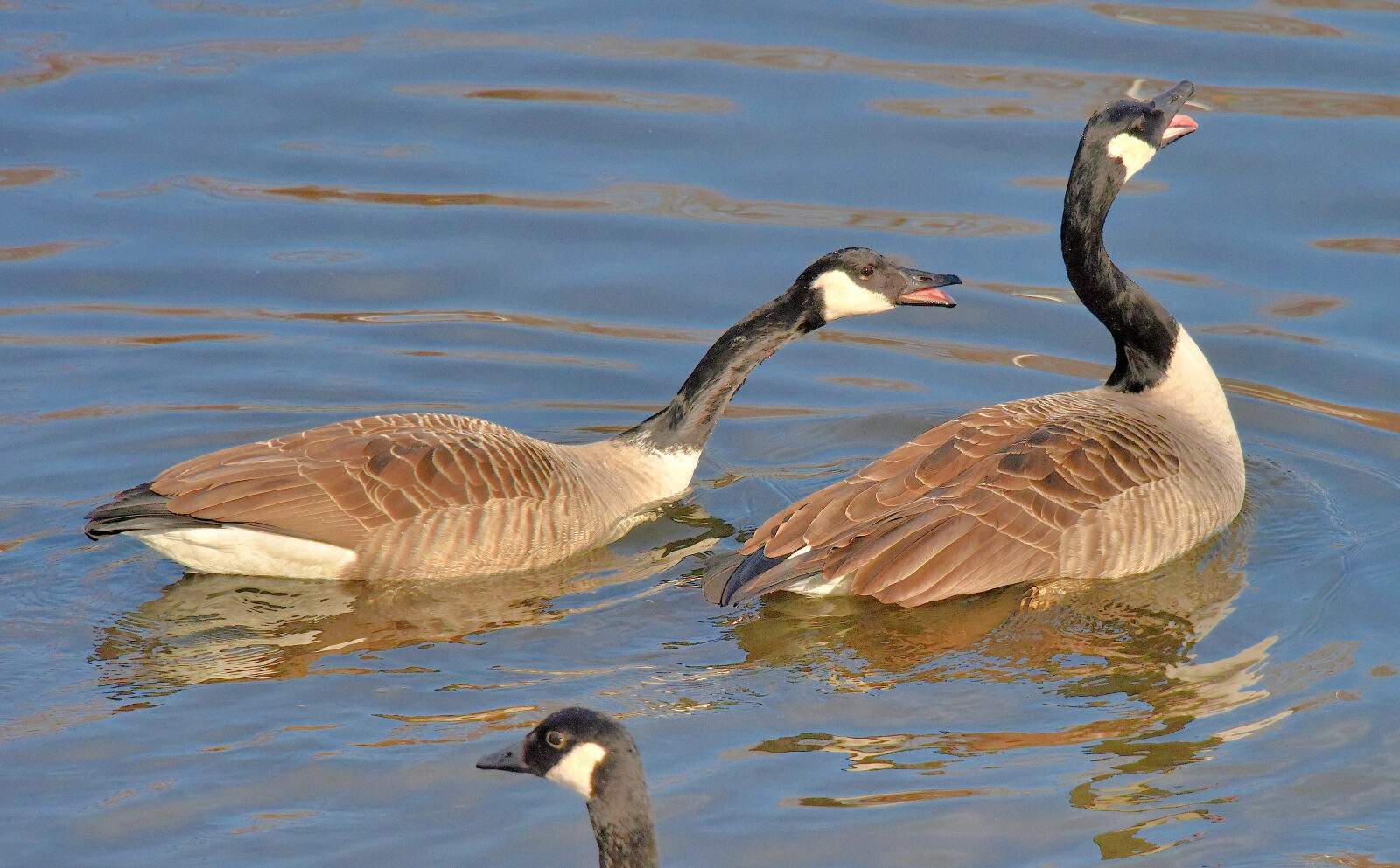 Valokuvaaja: Reijo Juurinen