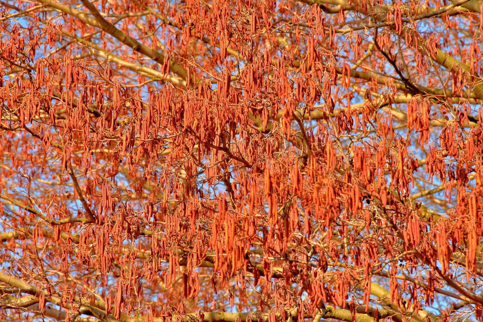 Valokuvaaja: Reijo Juurinen Valokuvaaja: Reijo Juurinen