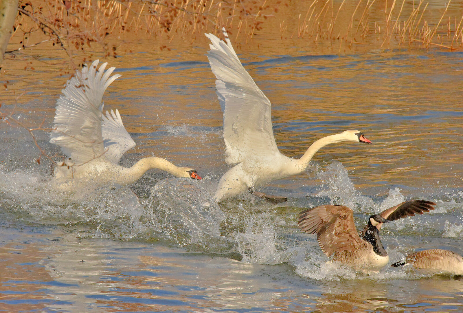 Valokuvaaja: Reijo Juurinen Valokuvaaja: Reijo Juurinen
