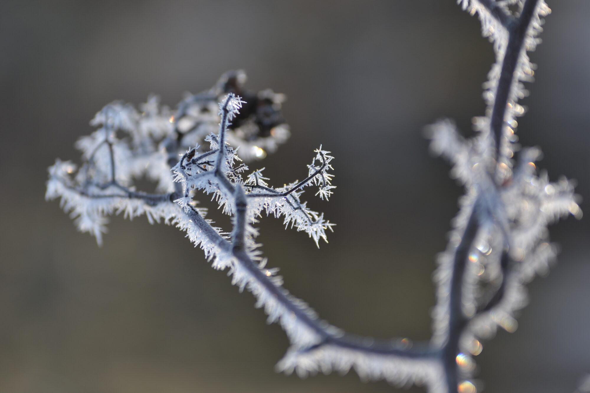Valokuvaaja: Kati Kilpeläinen
