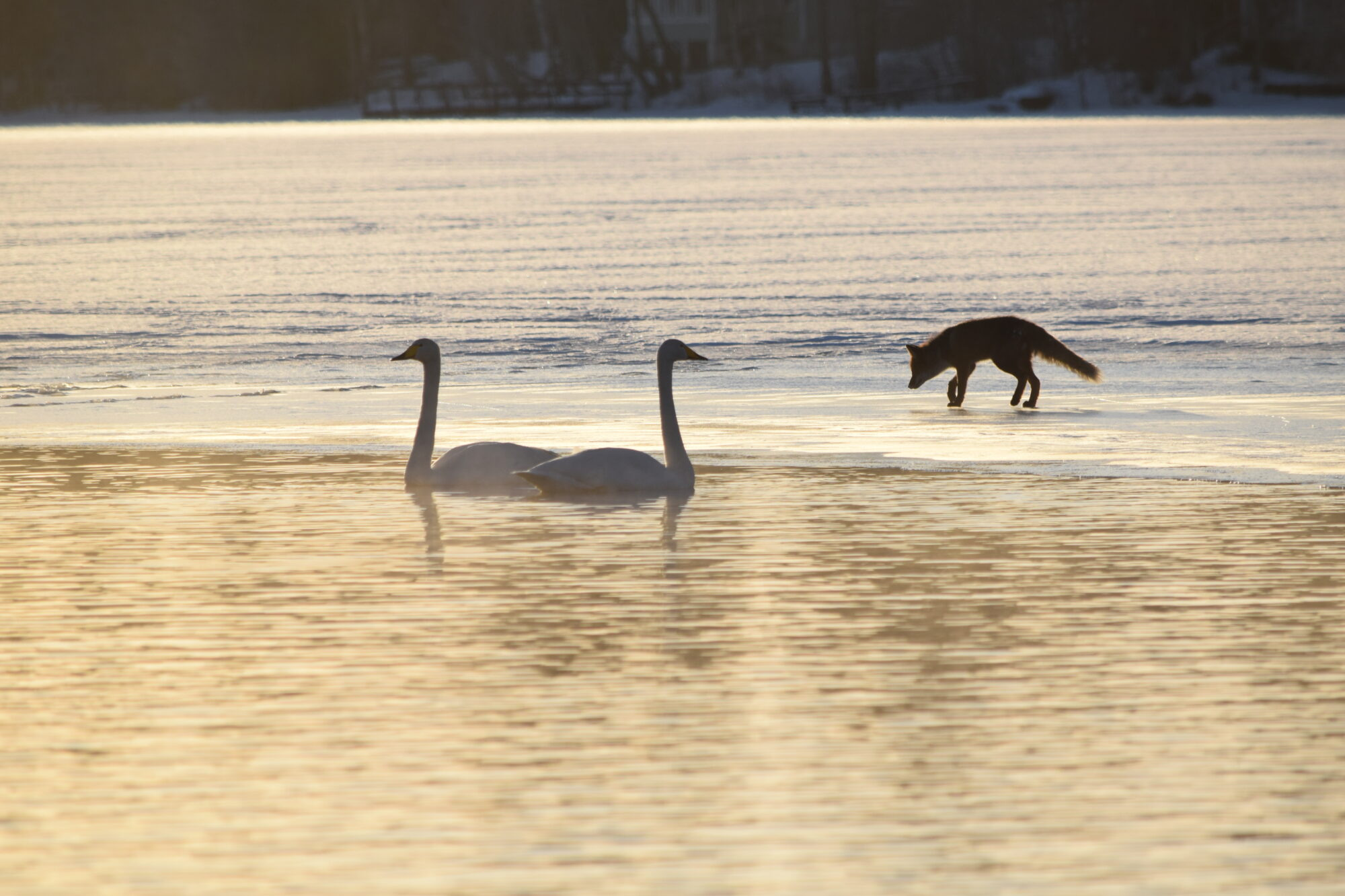 Valokuvaaja: Riitta Marjamäki Valokuvaaja: Riitta Marjamäki
