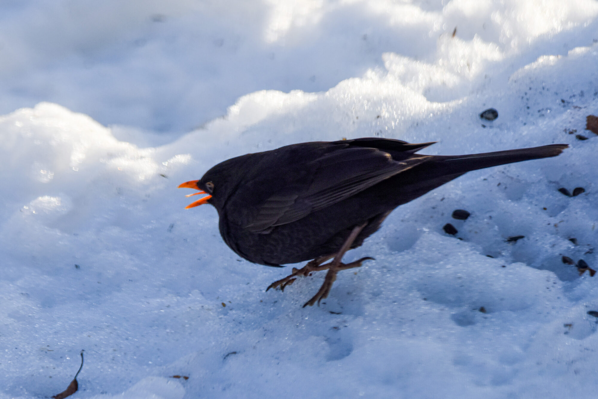 Valokuvaaja: Maija Savolainen