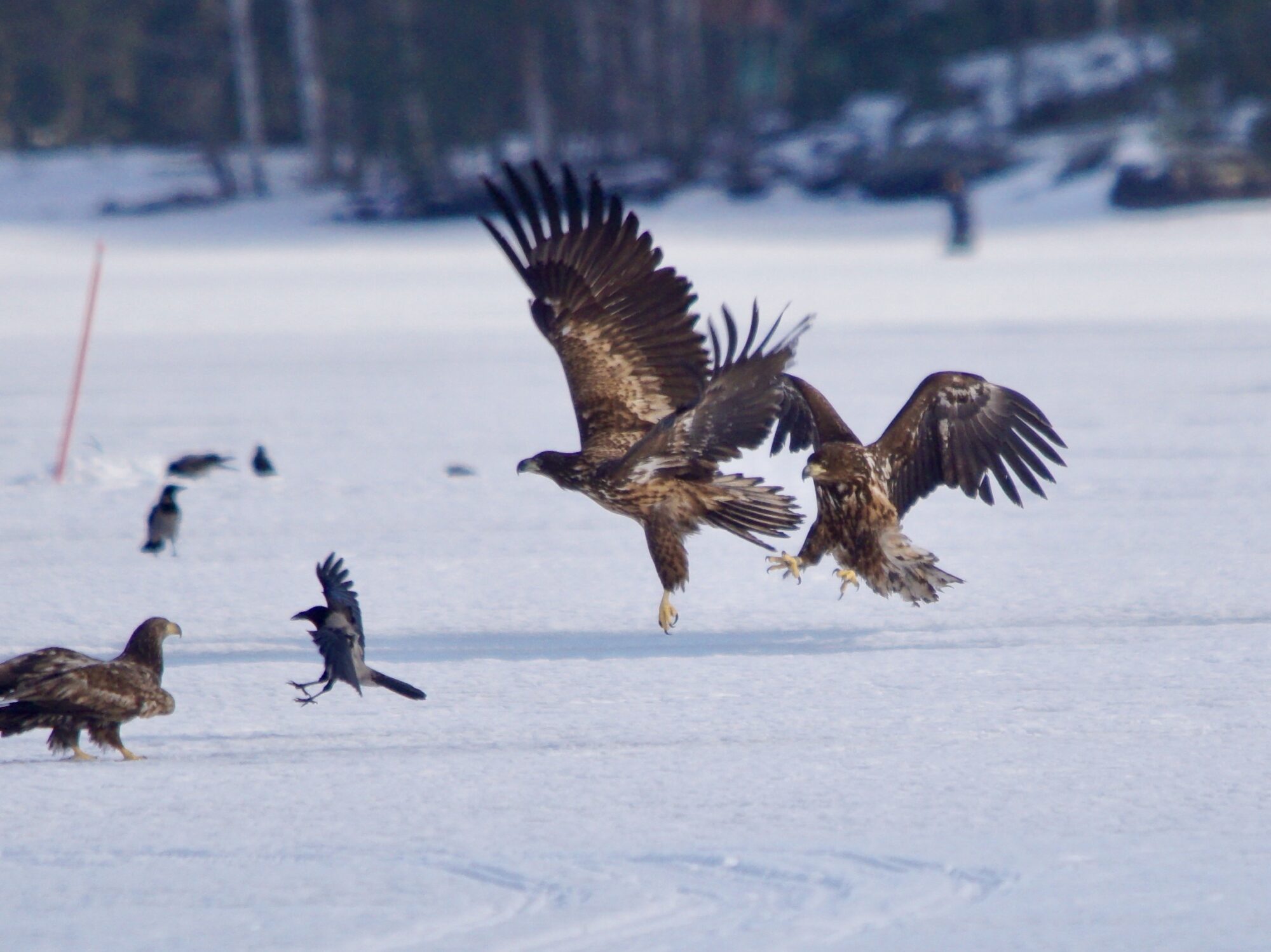 Valokuvaaja: Markku Ranta-Eilola Valokuvaaja: Markku Ranta-Eilola