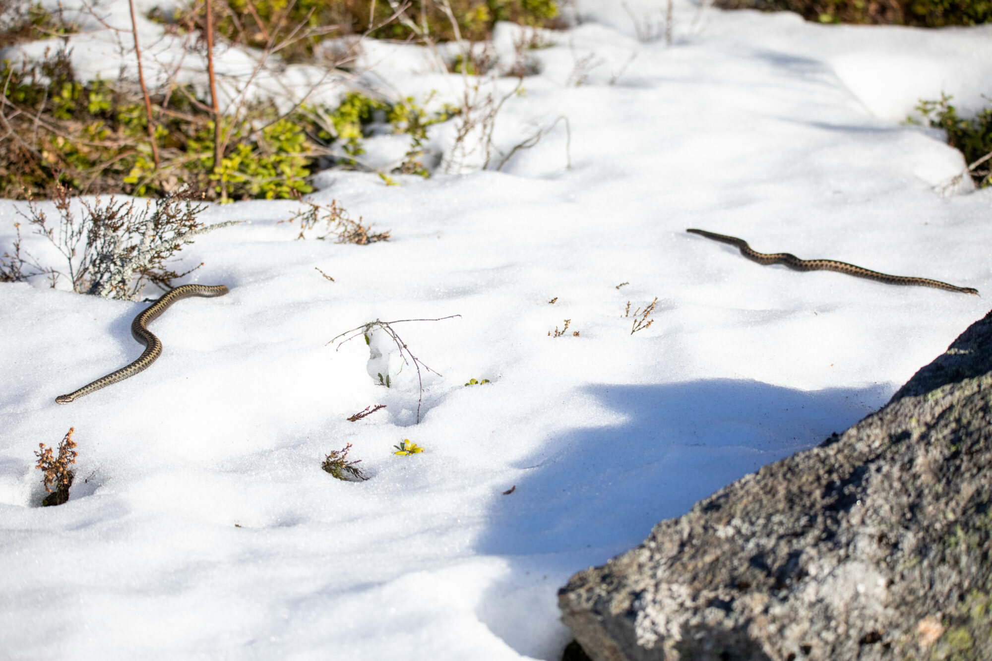 Valokuvaaja: Ari Soikkeli