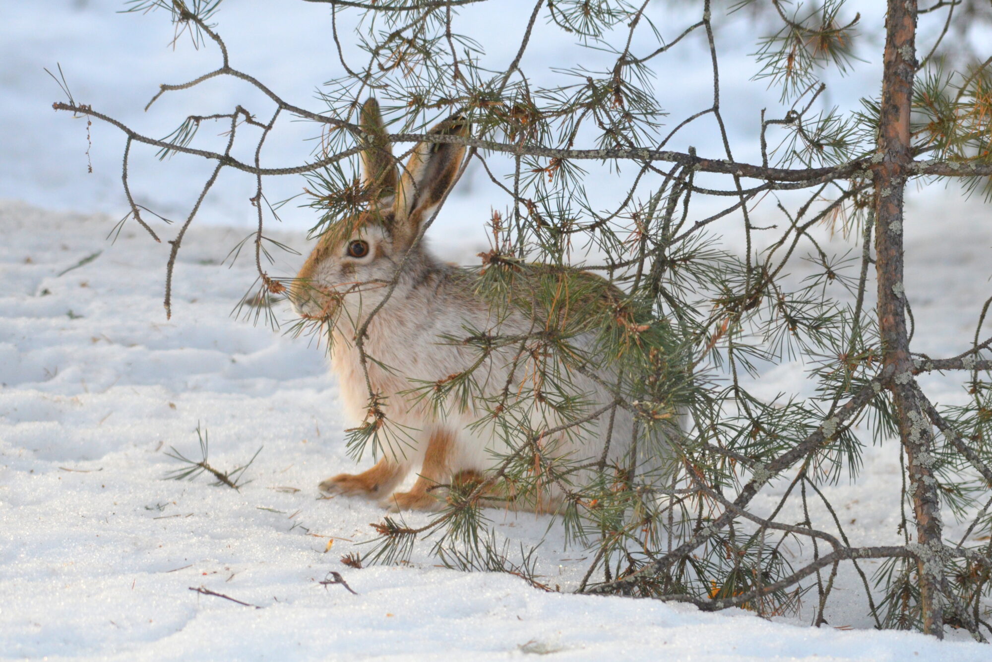Valokuvaaja: Kaarlo Asikainen