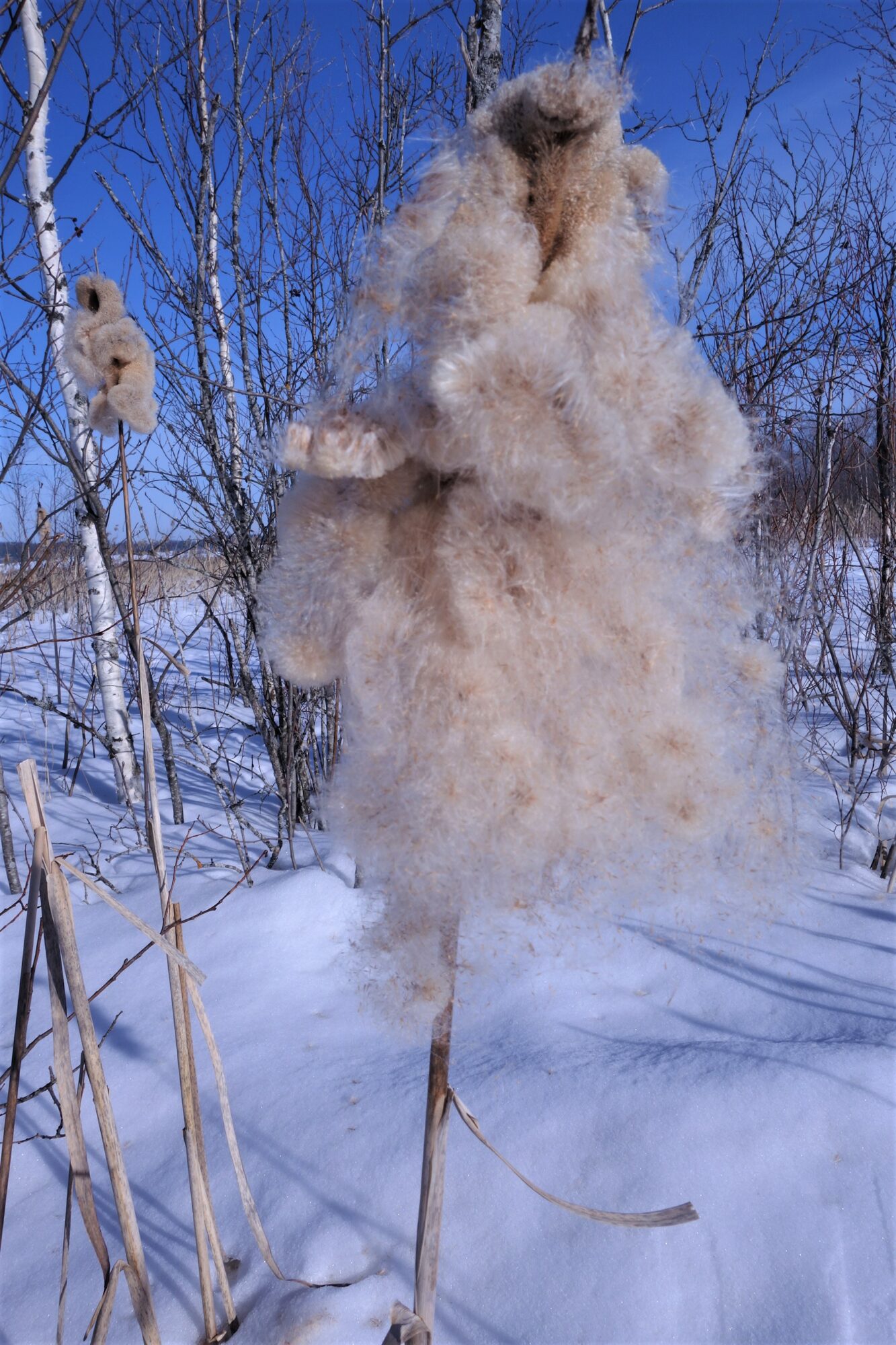 Valokuvaaja: Kaarina Heiskanen