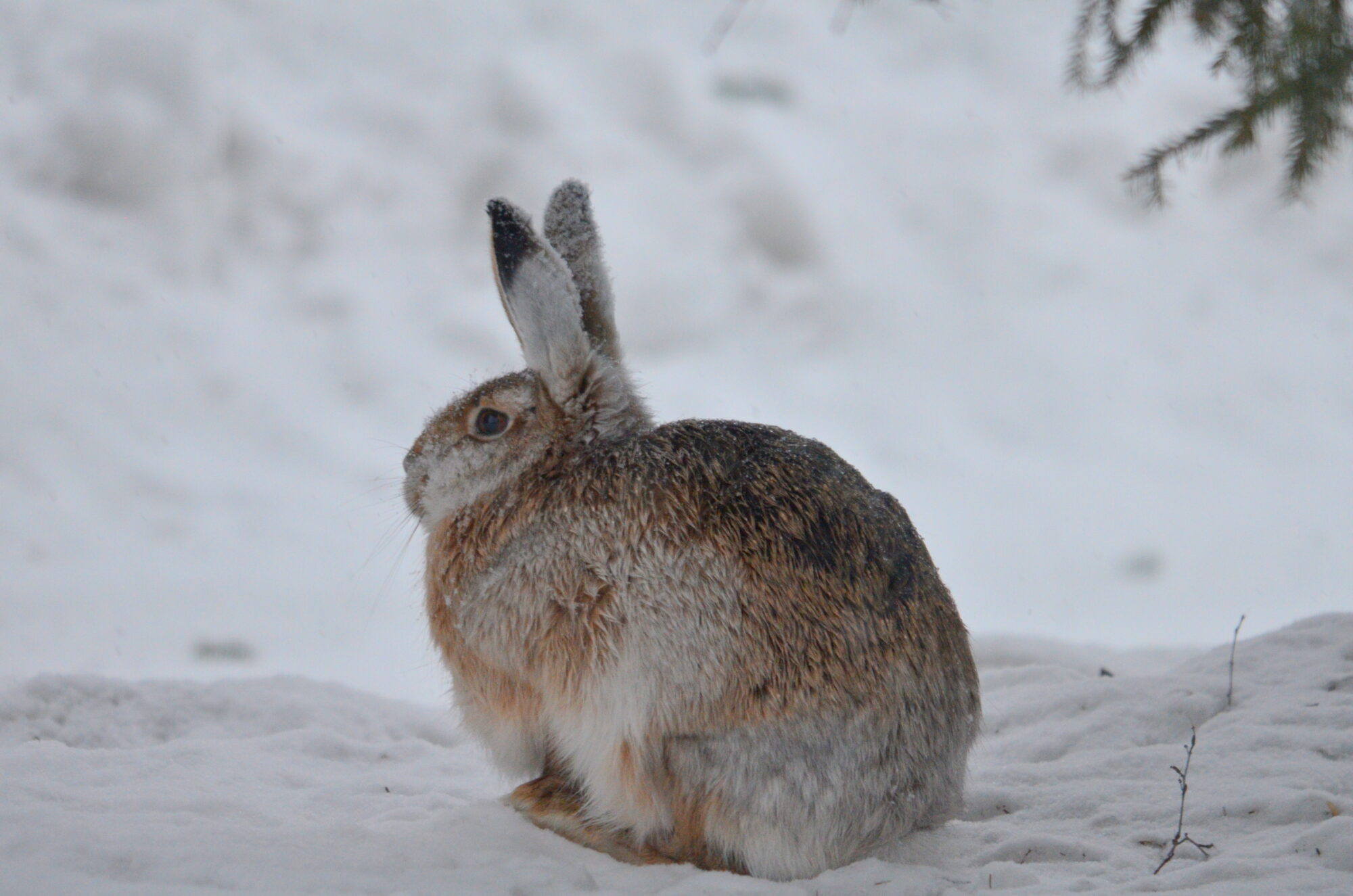 Valokuvaaja: Kaarlo Asikainen Valokuvaaja: Kaarlo Asikainen