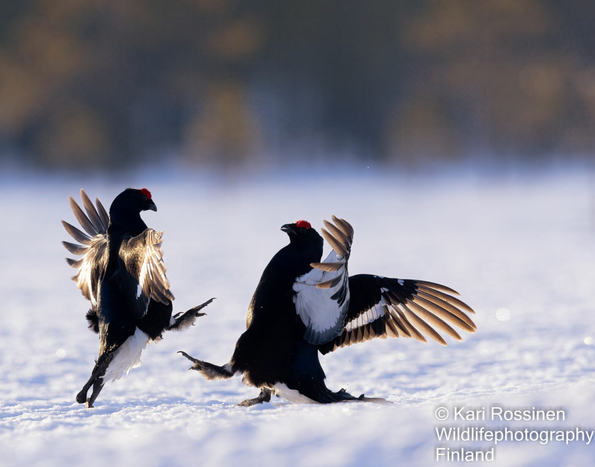 Valokuvaaja: Kari Rossinen