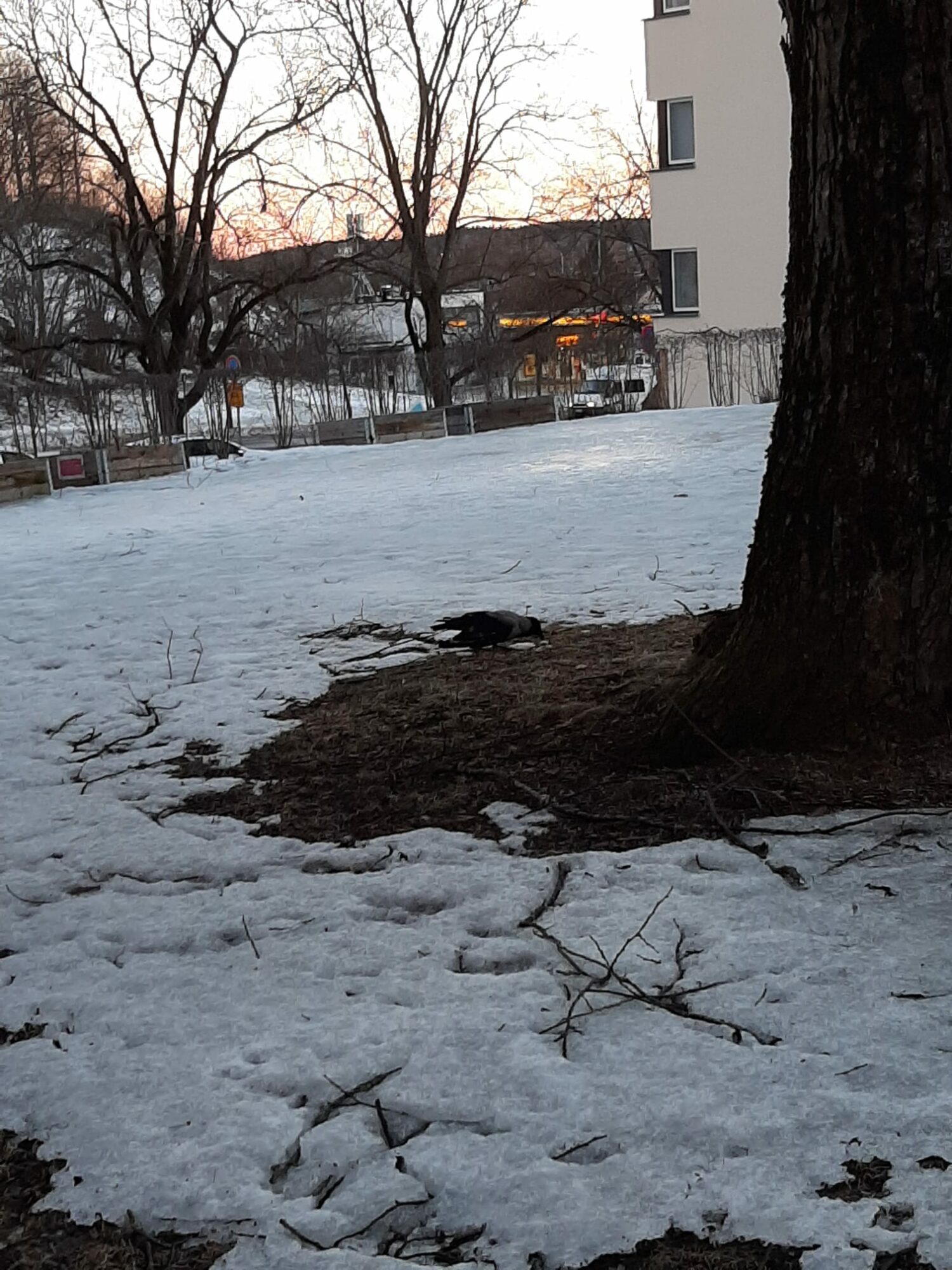 Valokuvaaja: Alvar Ilmonen