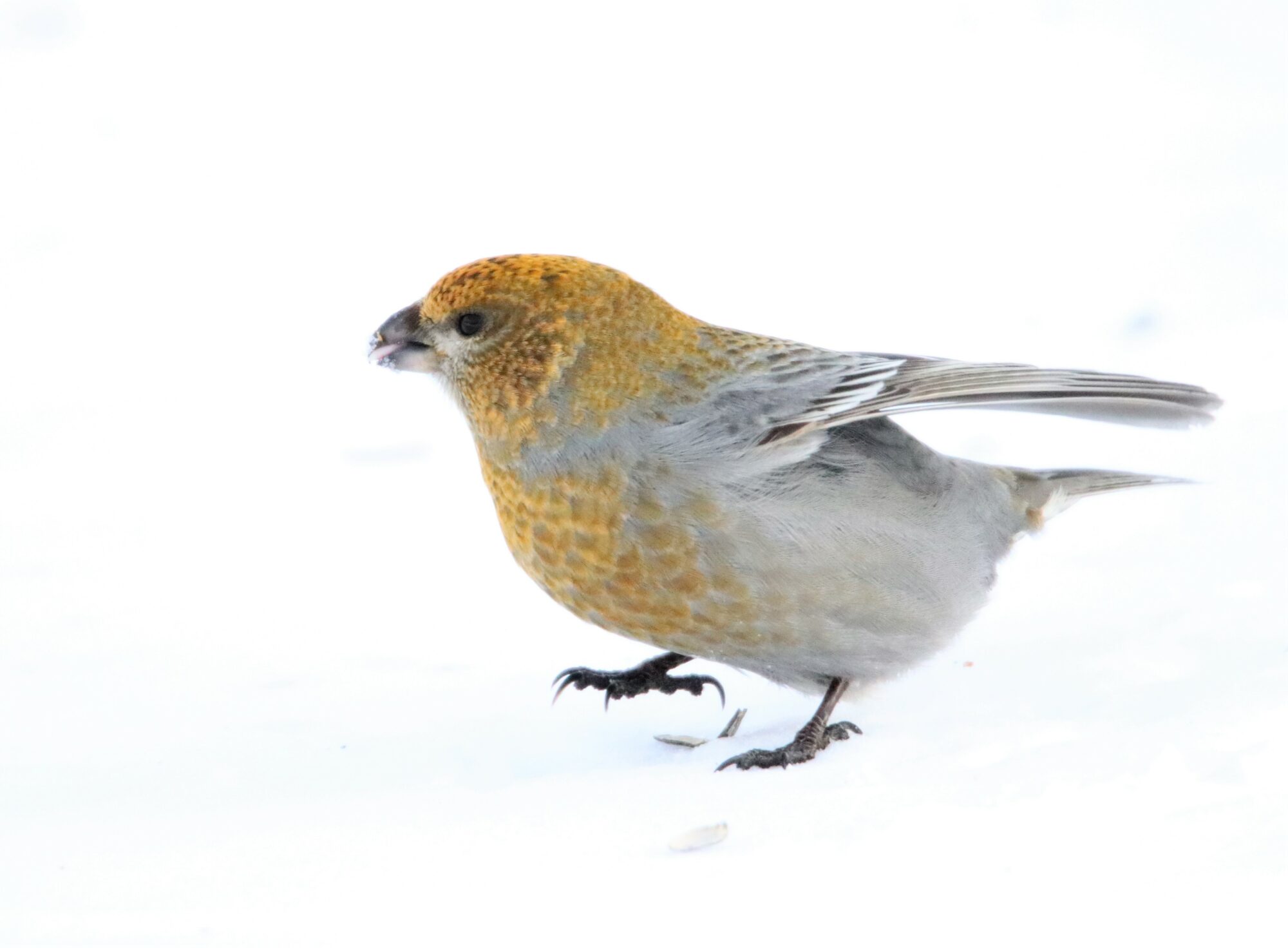Valokuvaaja: Irja Lehtinen
