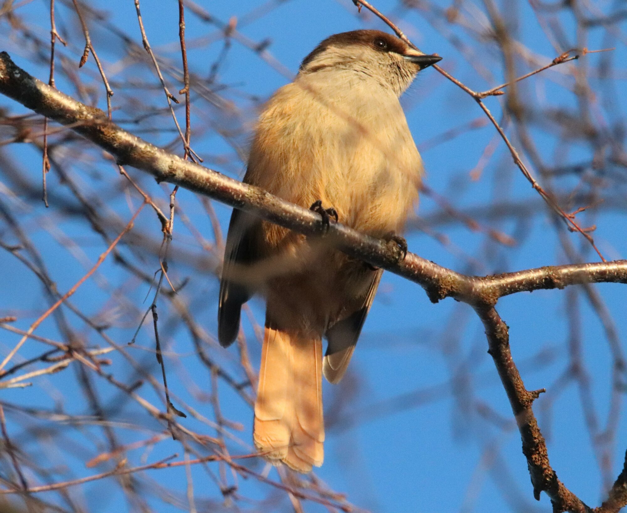Valokuvaaja: Irja Lehtinen