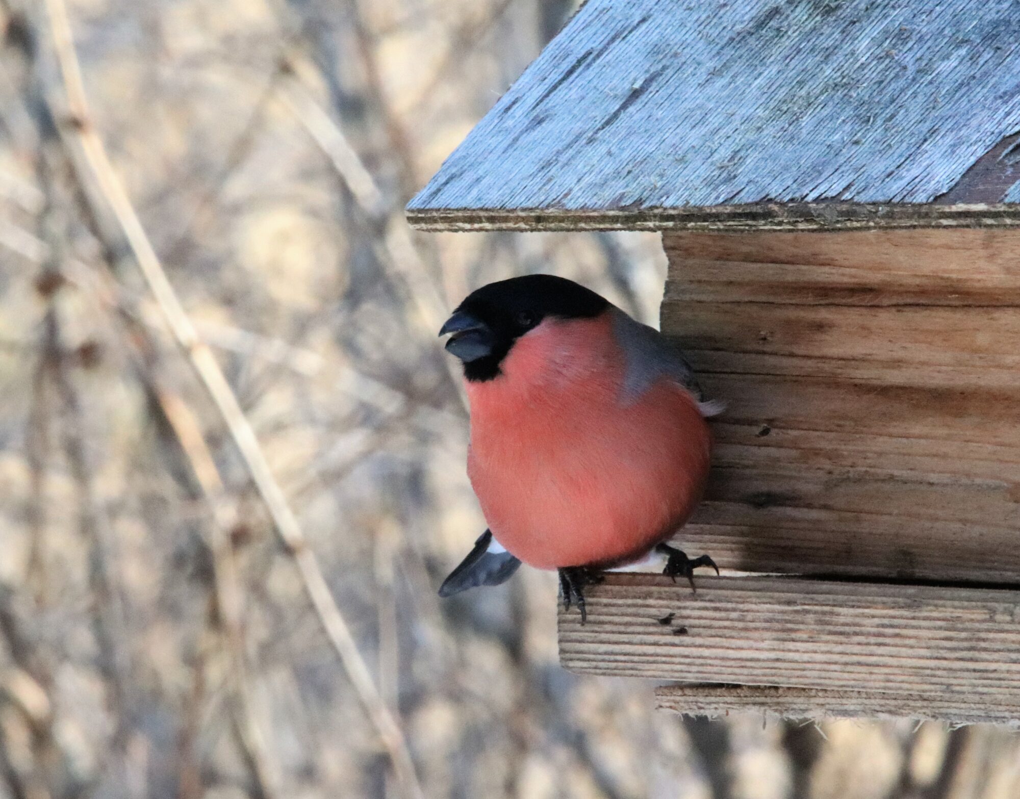 Valokuvaaja: Irja Lehtinen