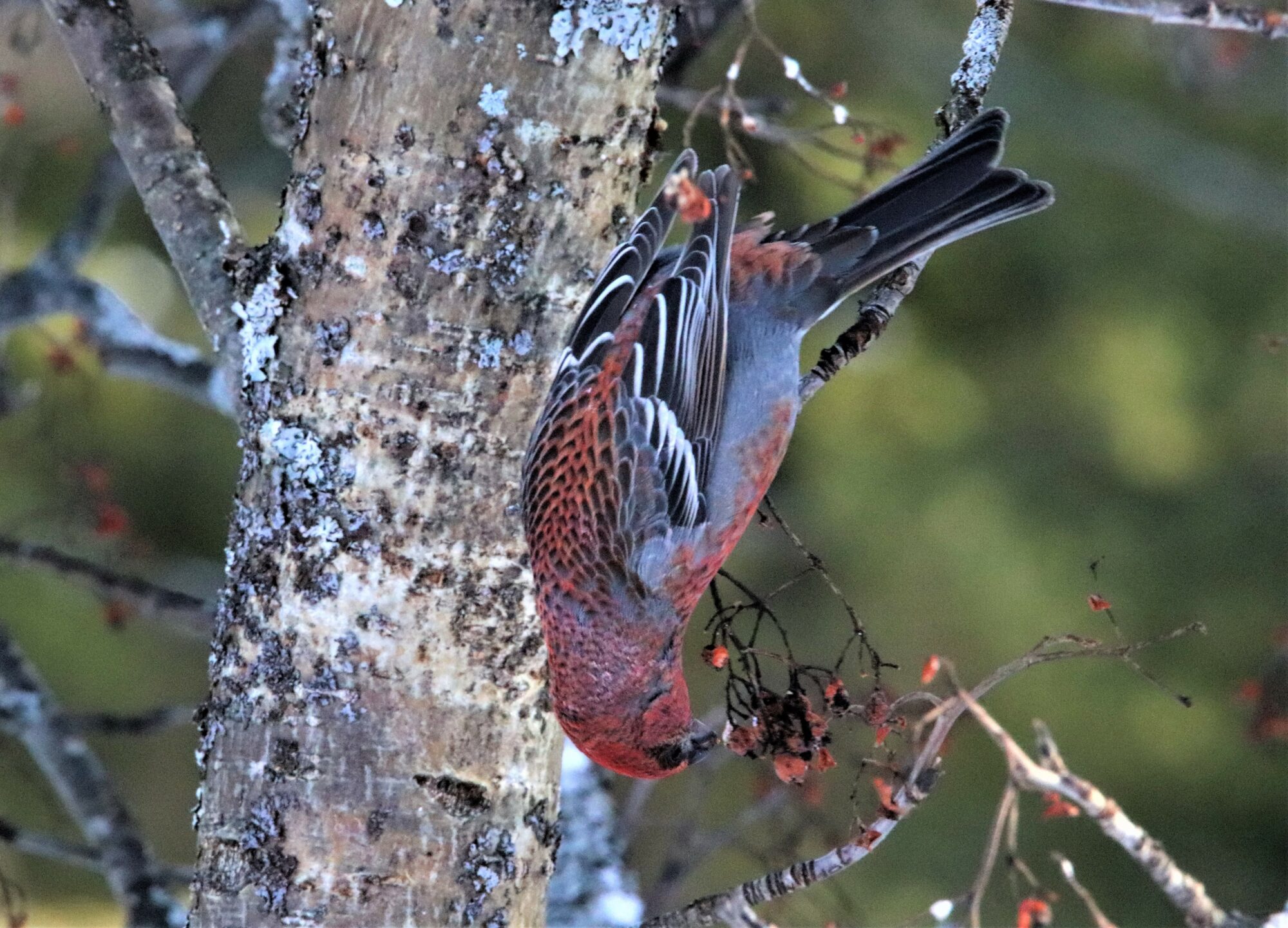 Valokuvaaja: Irja Lehtinen Valokuvaaja: Irja Lehtinen
