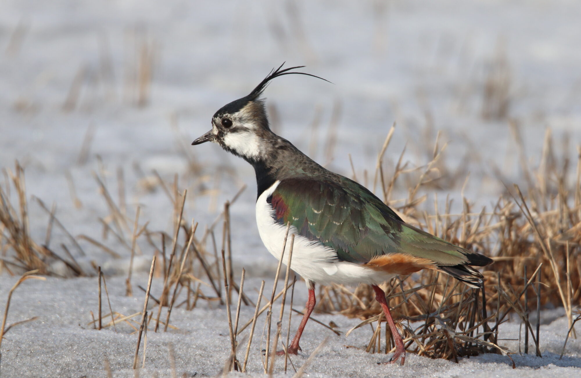 Valokuvaaja: Irja Lehtinen