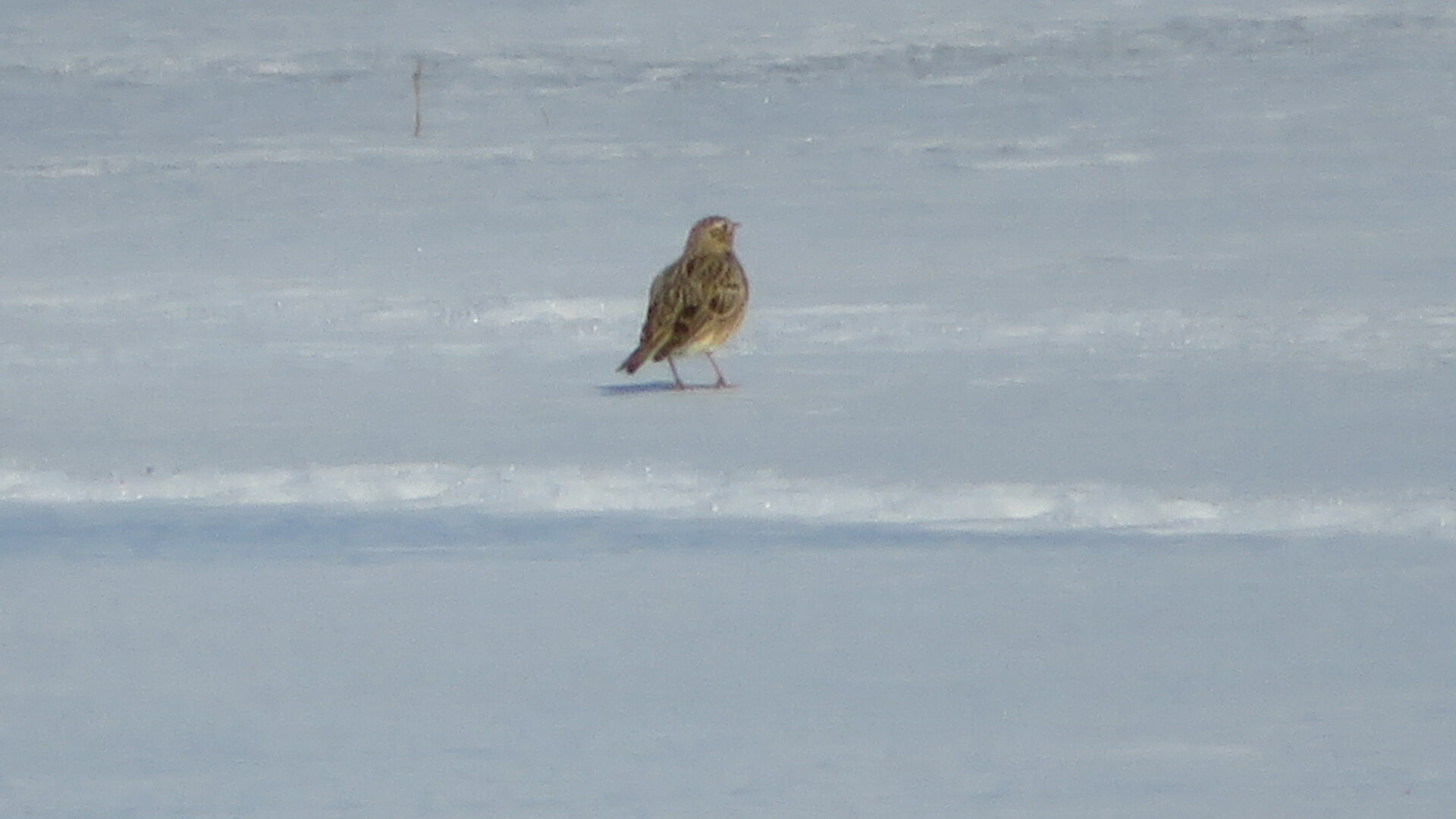 Valokuvaaja: Risto Kangassalo