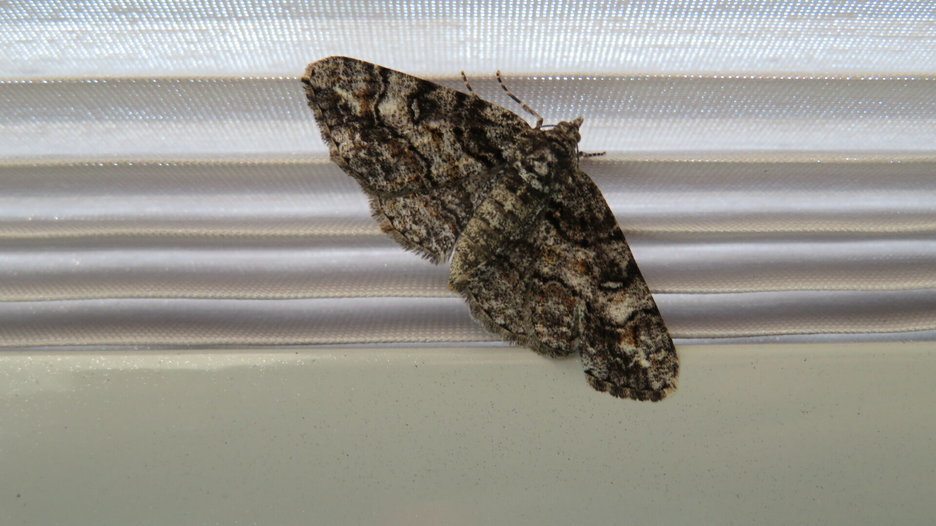 Valokuvaaja: Risto Kangassalo