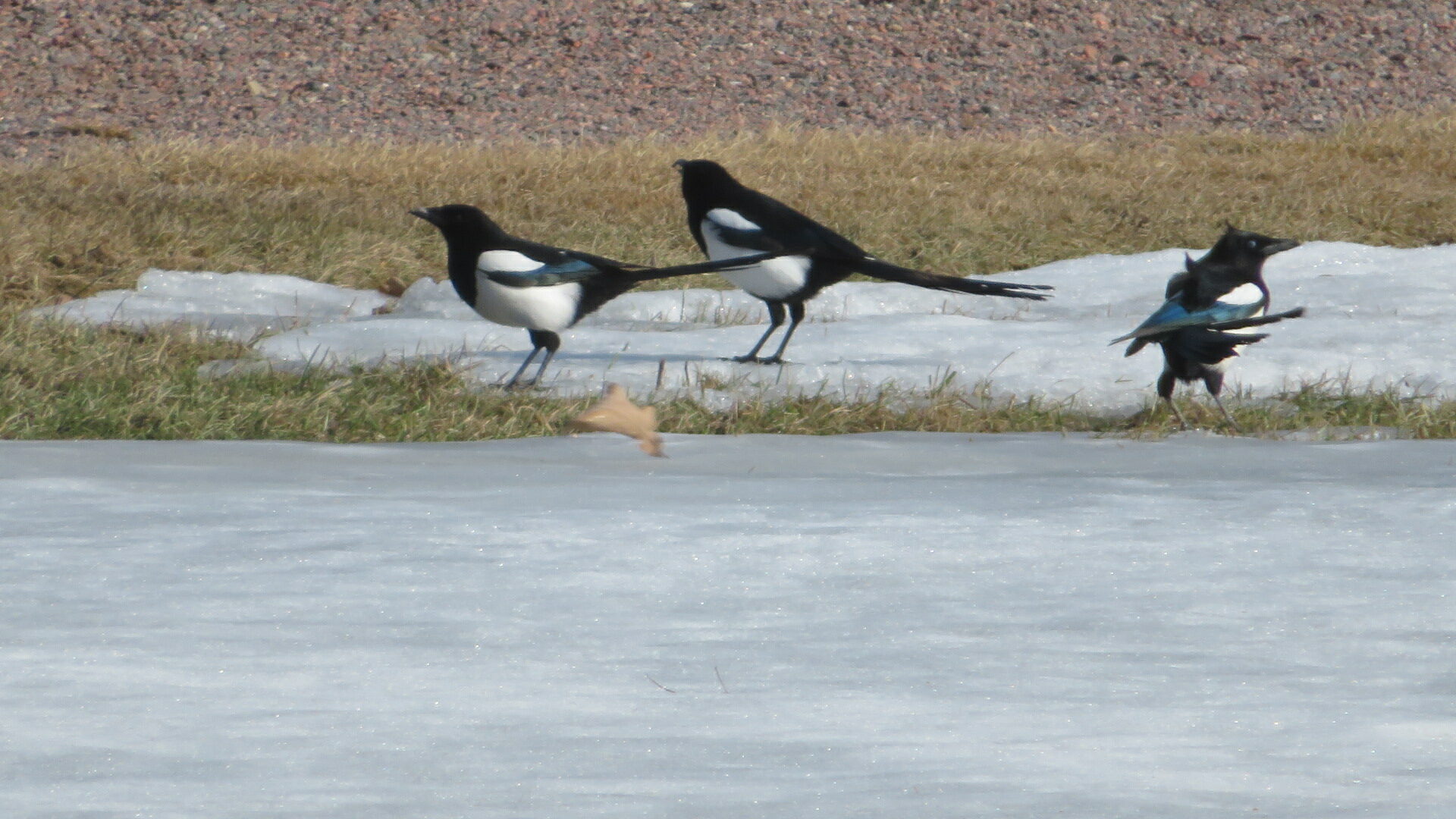 Valokuvaaja: Risto Kangassalo