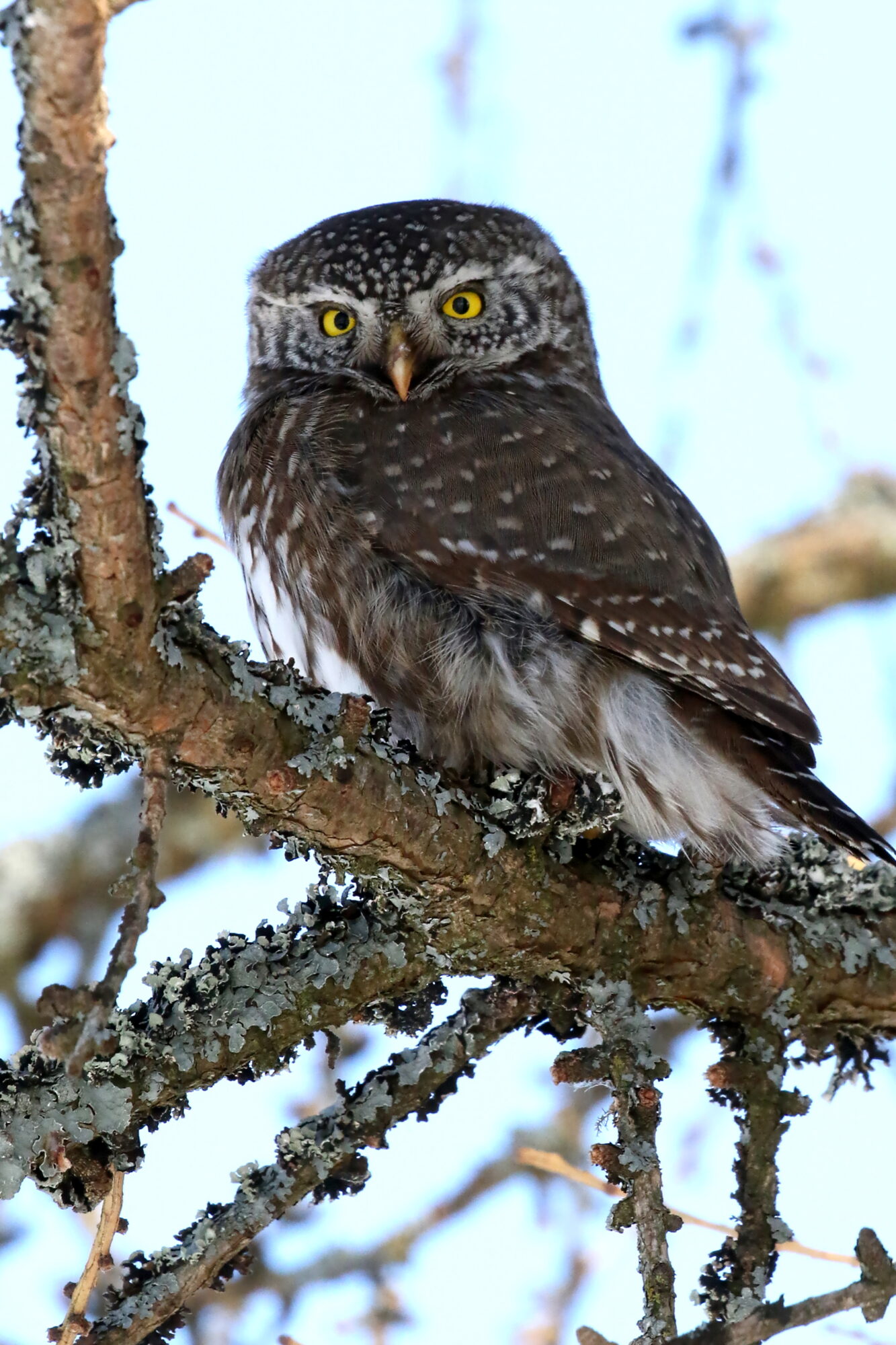 Valokuvaaja: Antero Tykkyläinen