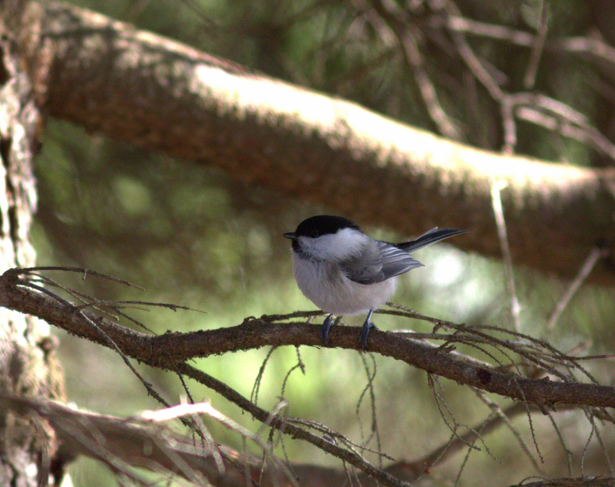 Valokuvaaja: Tapio Keinonen Valokuvaaja: Tapio Keinonen
