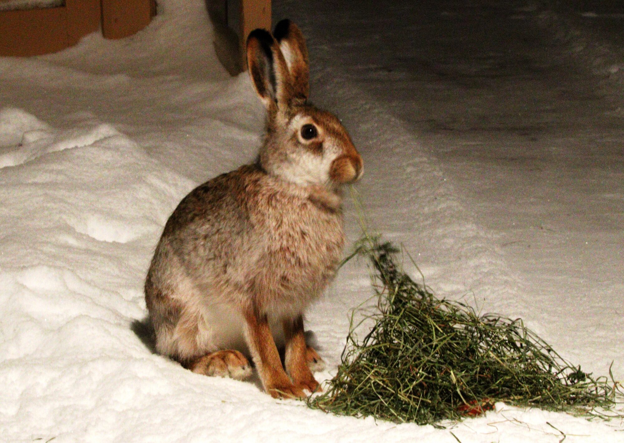 Valokuvaaja: rane nuutinen