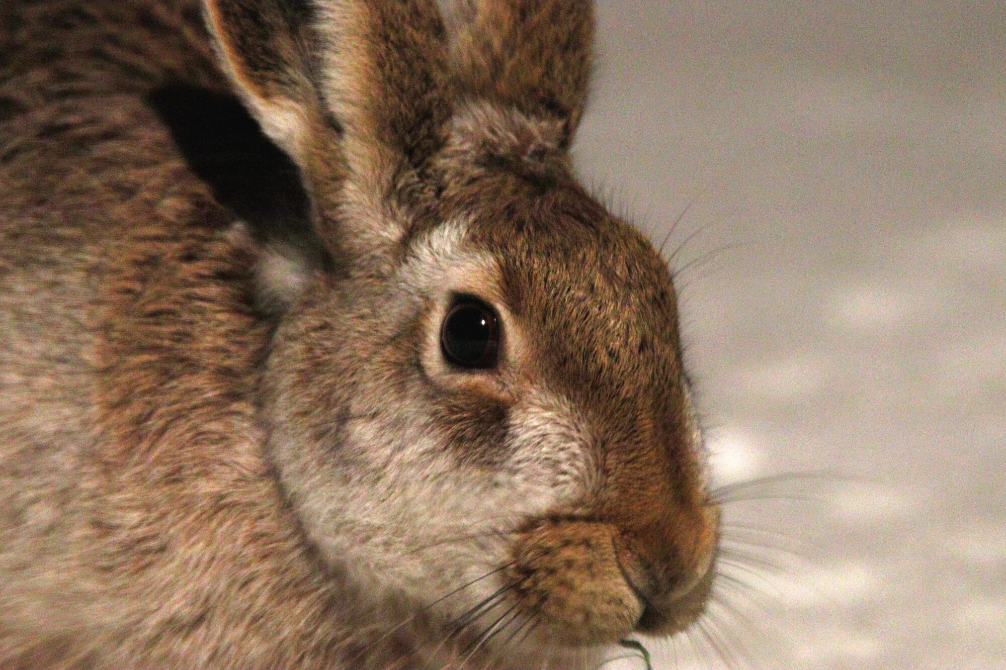 Valokuvaaja: rane nuutinen