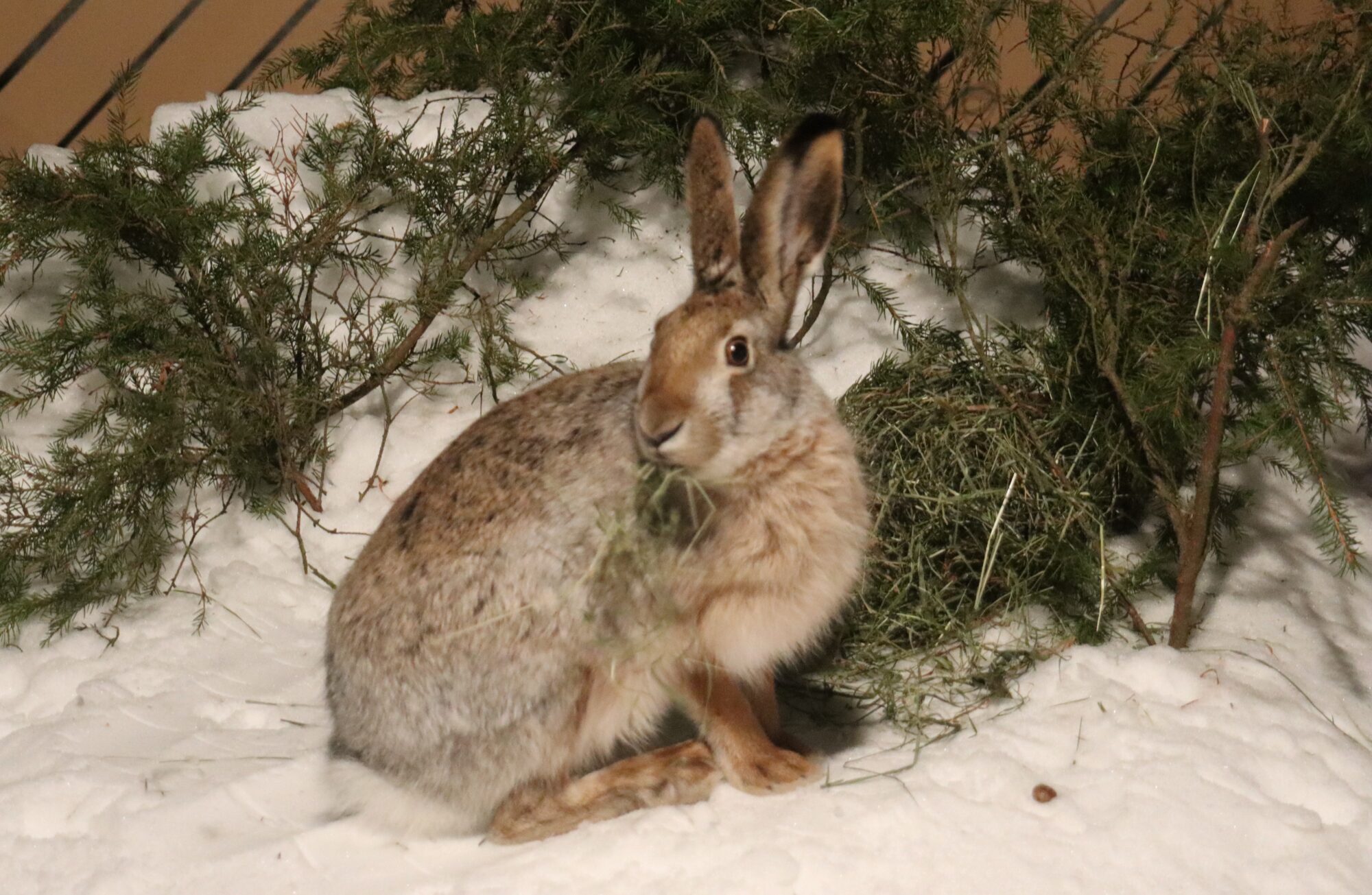 Valokuvaaja: rane nuutinen