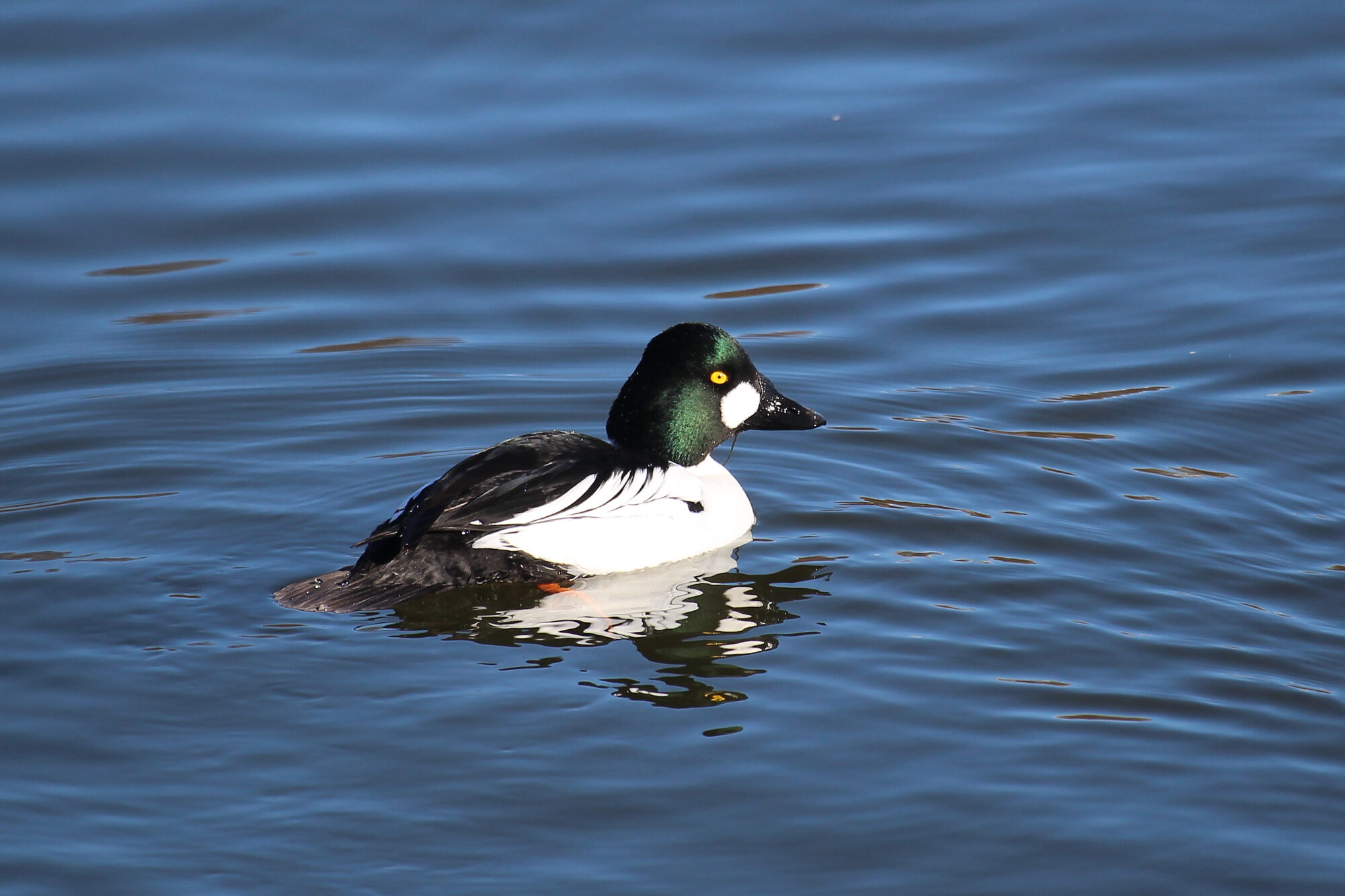 Valokuvaaja: Kirsi-Marja Joenpolvi