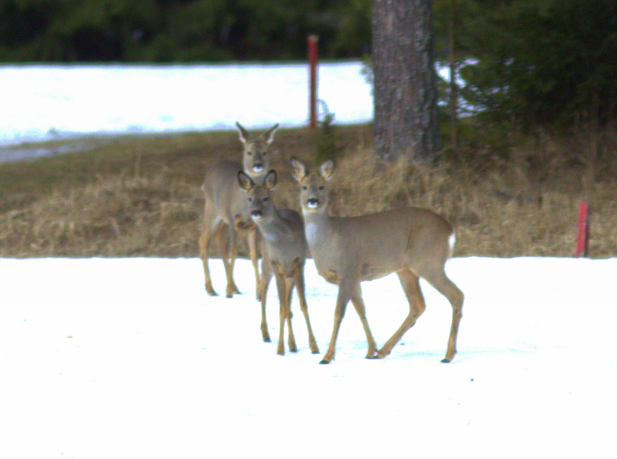 Valokuvaaja: Tapio Keinonen