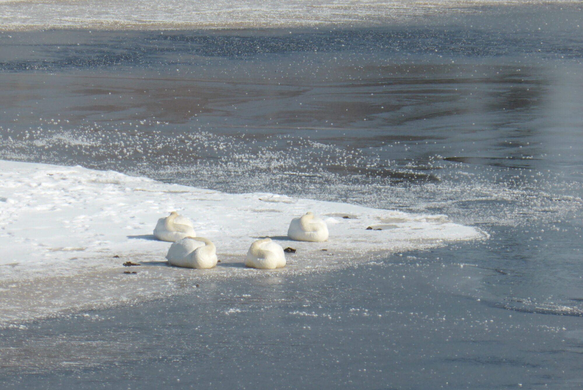 Valokuvaaja: Kaarlo Asikainen