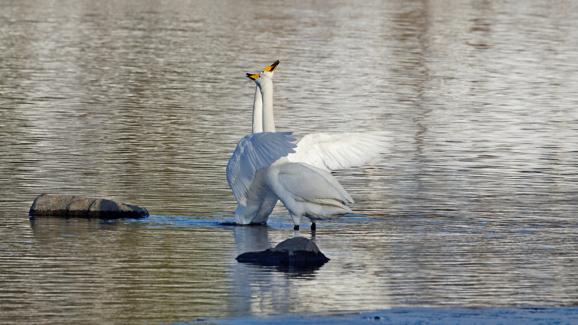 Valokuvaaja: Tommi Kujala