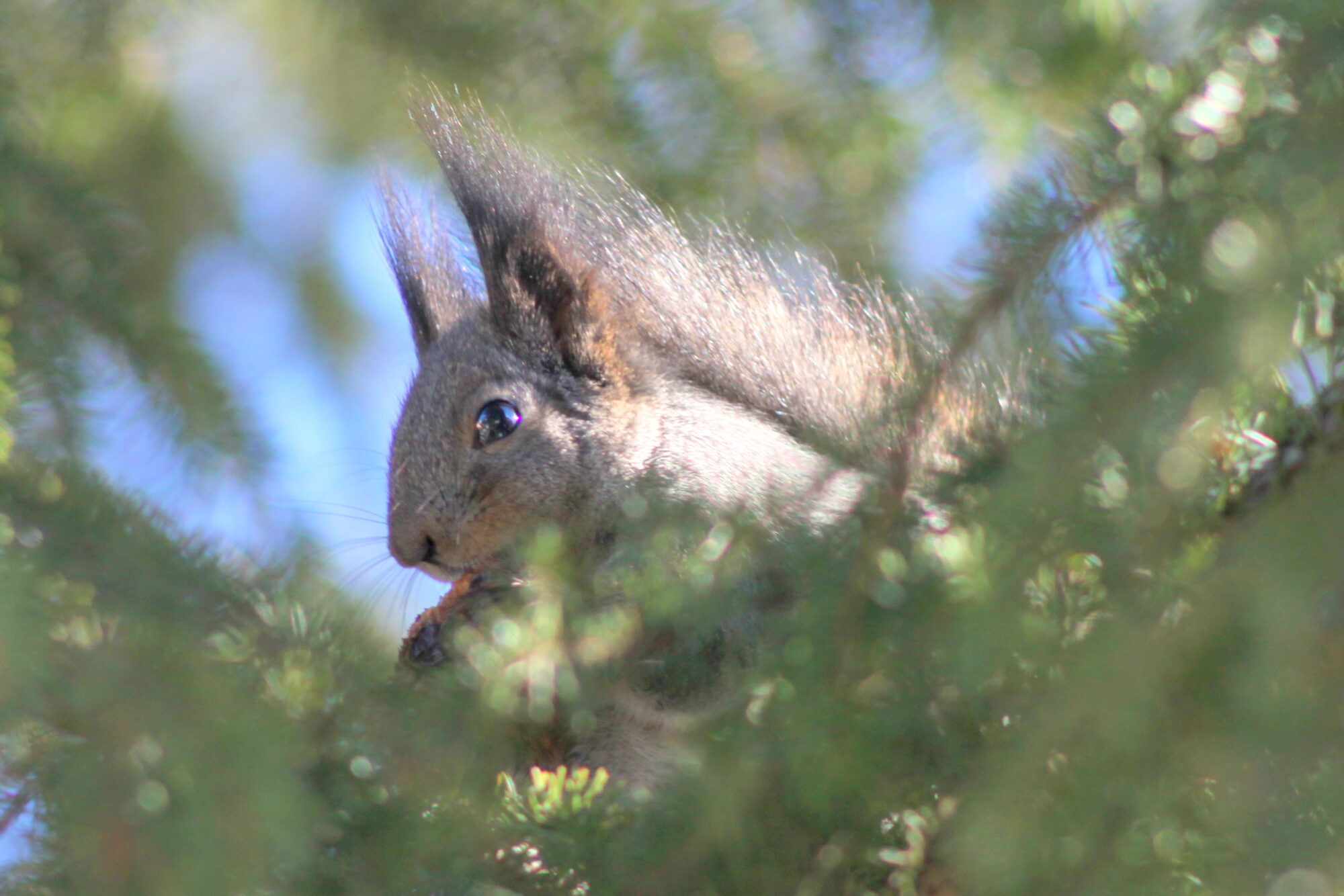 Valokuvaaja: Kaarlo Asikainen