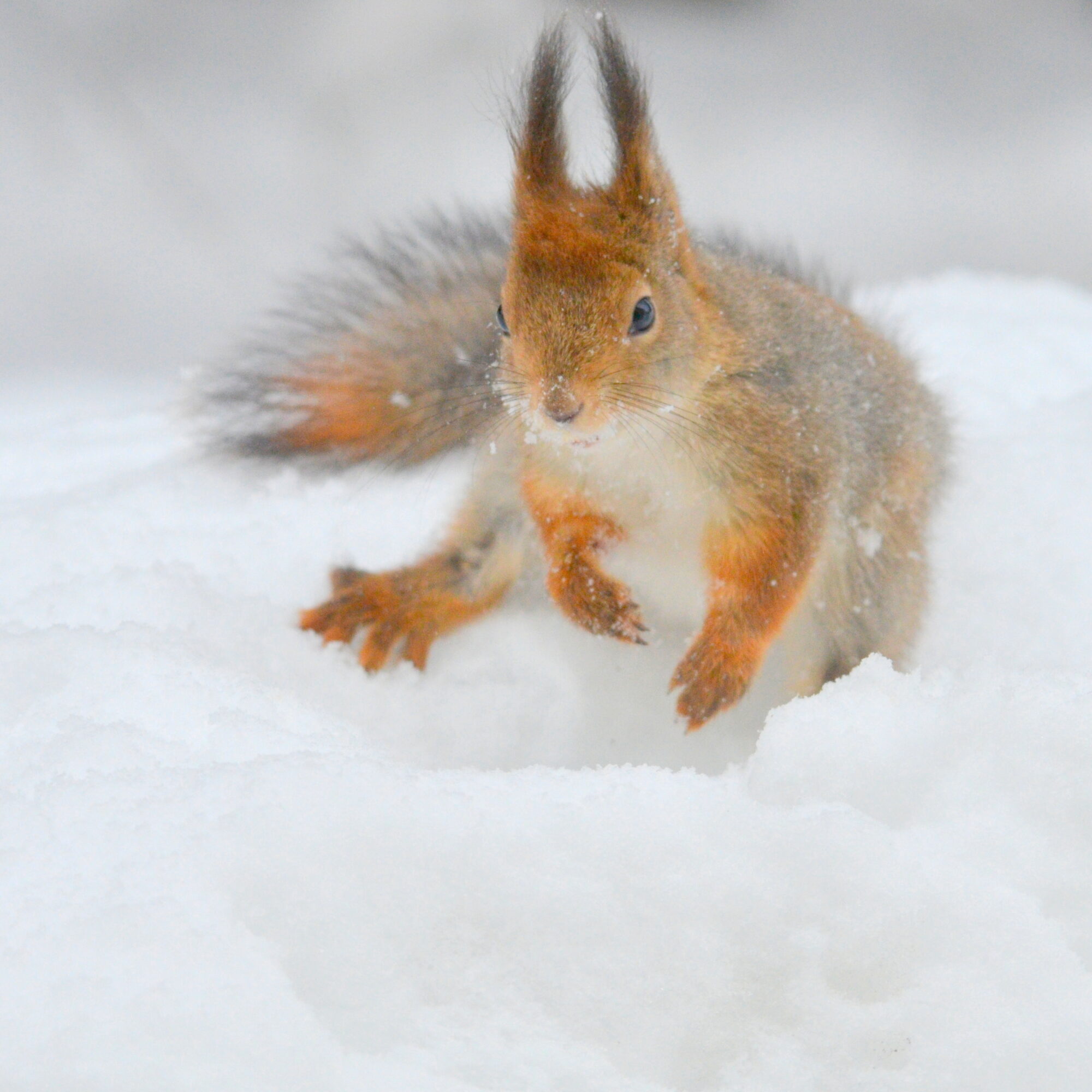Valokuvaaja: Kaarlo Asikainen