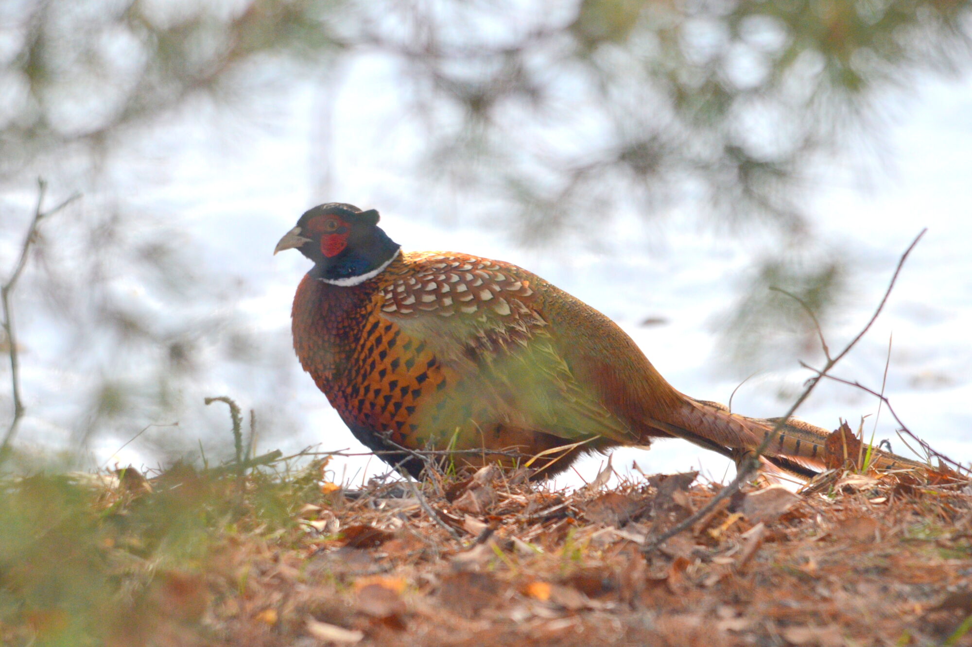 Valokuvaaja: Kaarlo Asikainen