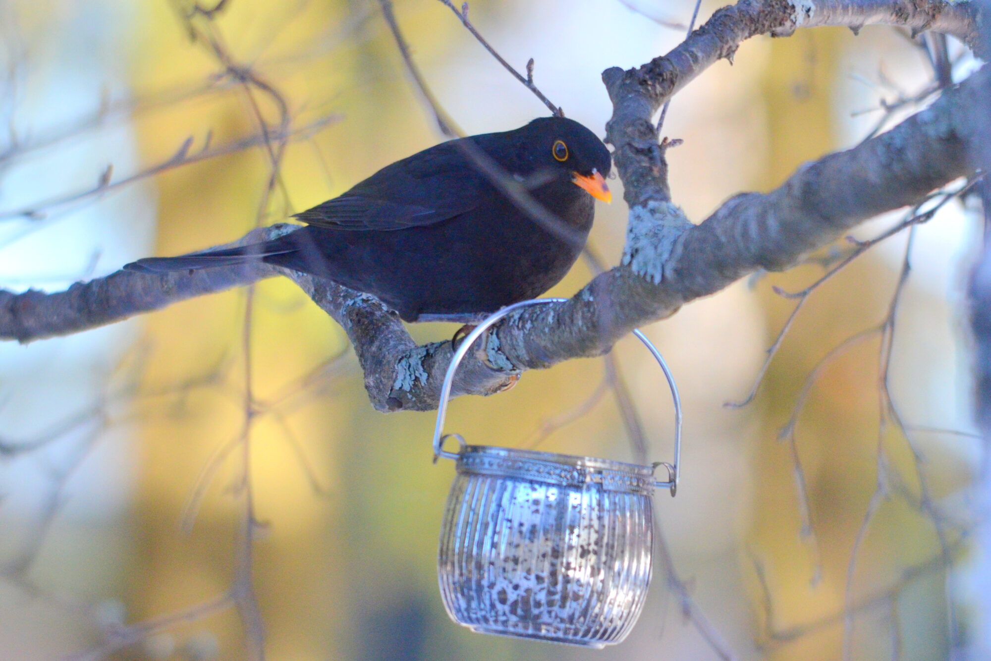 Valokuvaaja: Kaarlo Asikainen