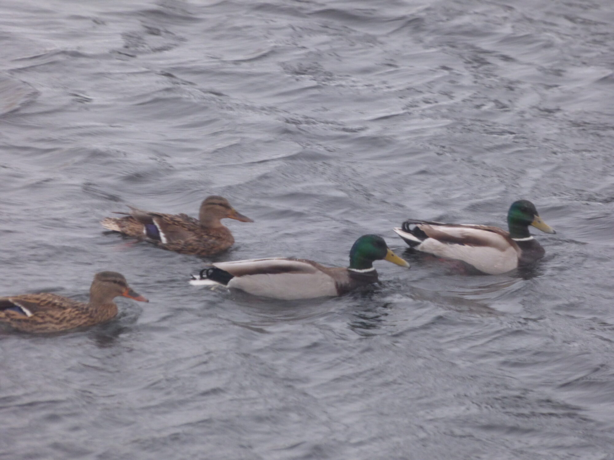 Valokuvaaja: Hannu Rissanen Valokuvaaja: Hannu Rissanen