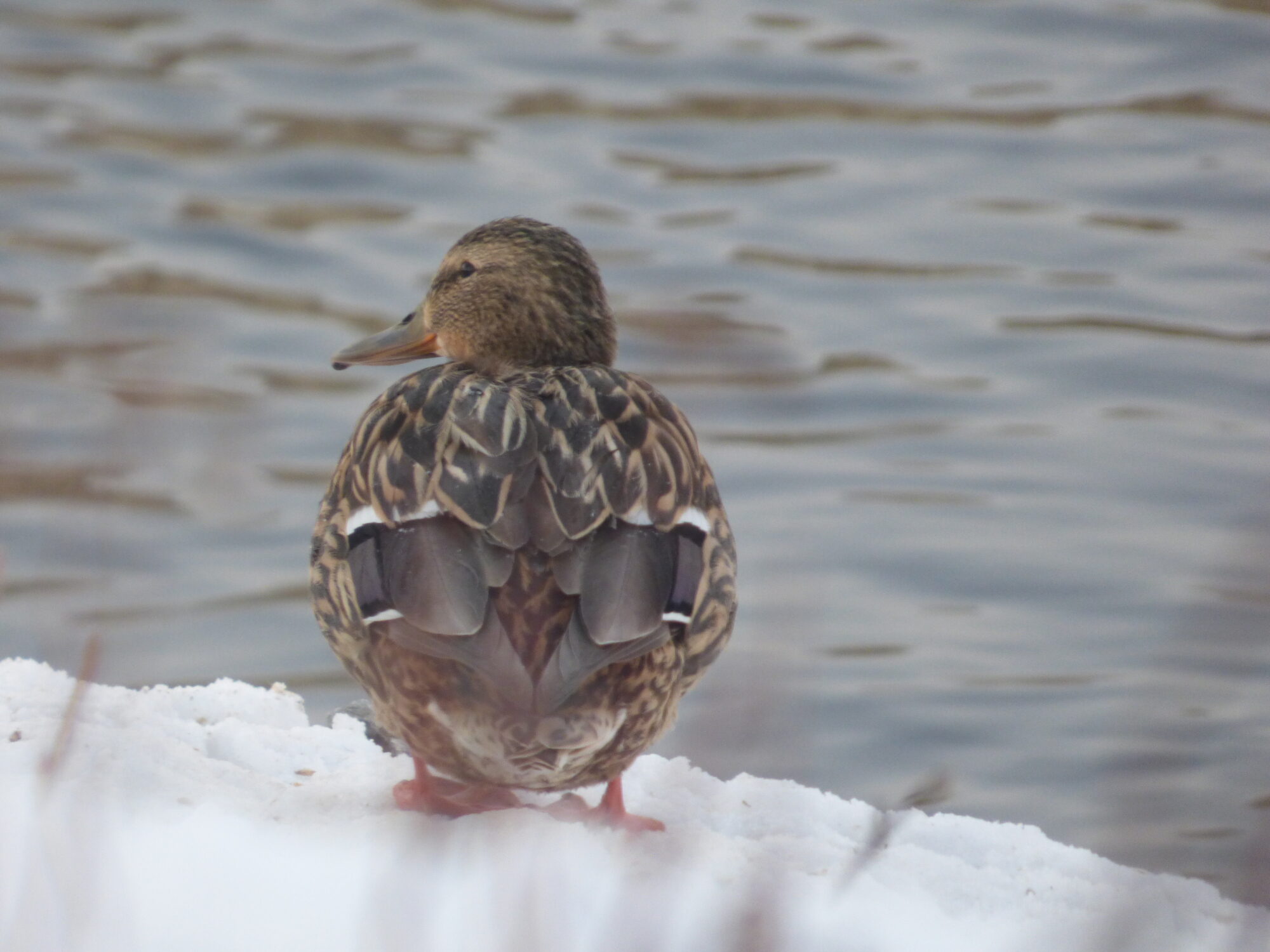 Valokuvaaja: Hannu Rissanen