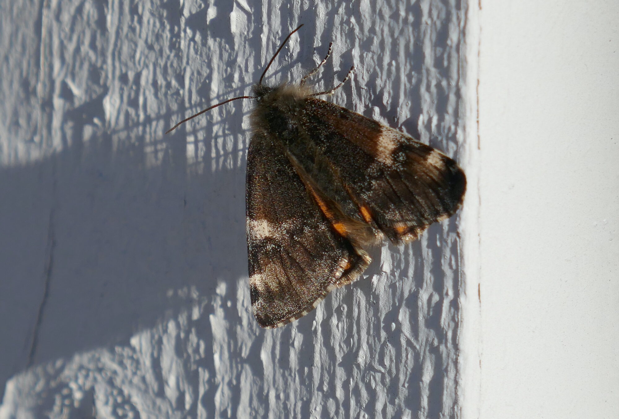 Valokuvaaja: Marjut Ikonen