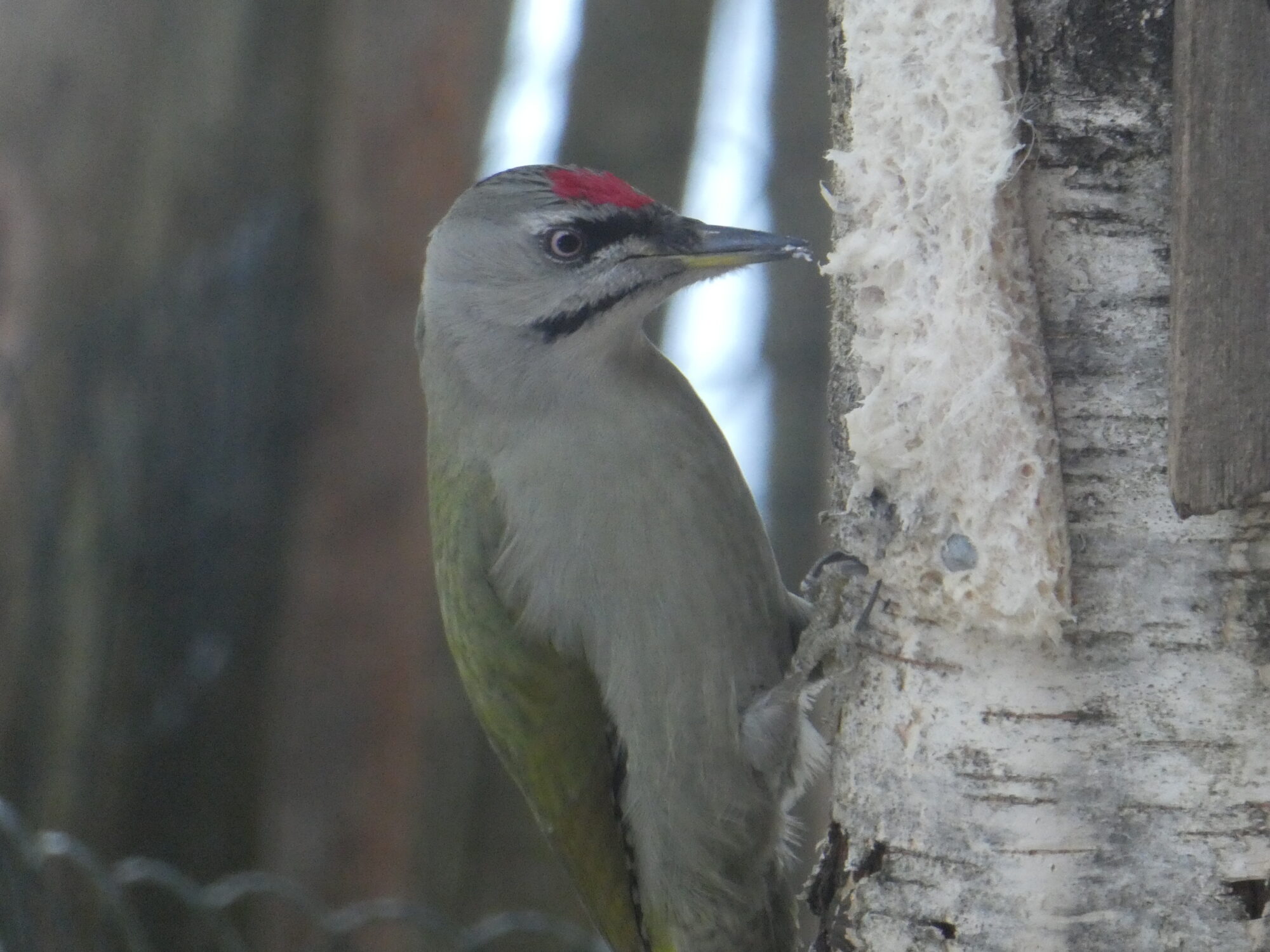 Valokuvaaja: Anja Mustamaa