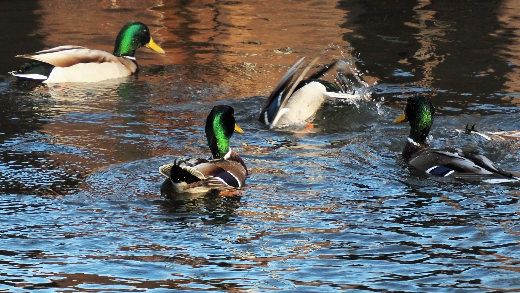 Valokuvaaja: Arja Valtonen
