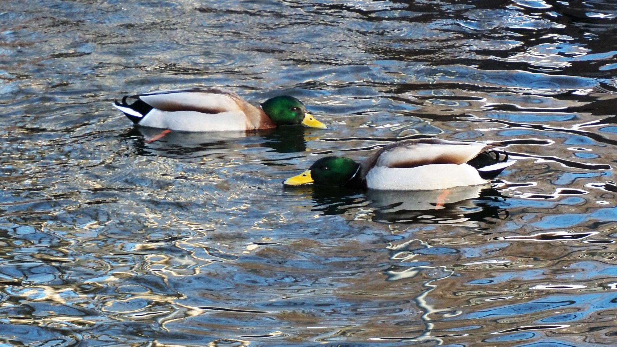 Valokuvaaja: Arja Valtonen