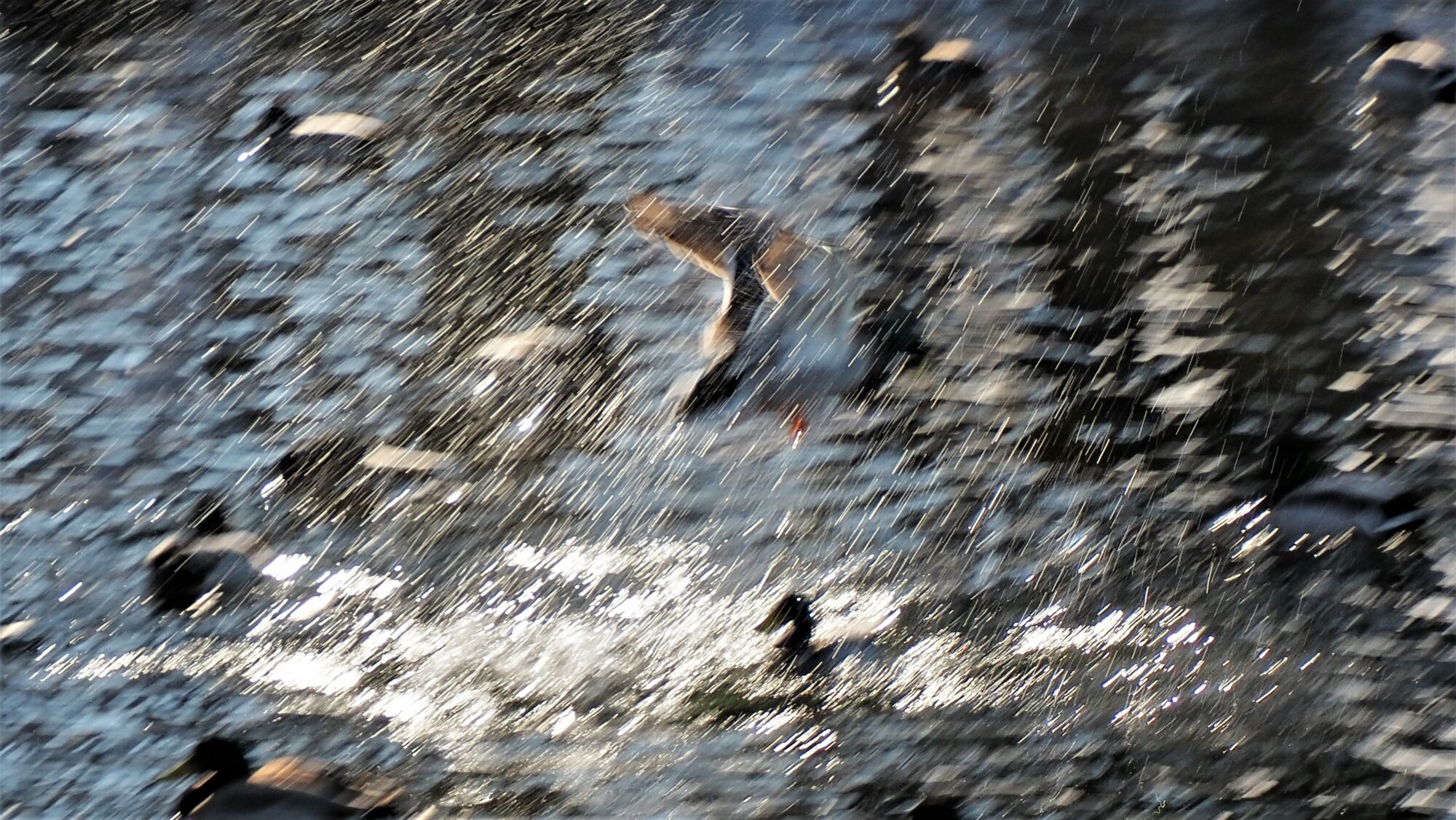 Valokuvaaja: Arja Valtonen