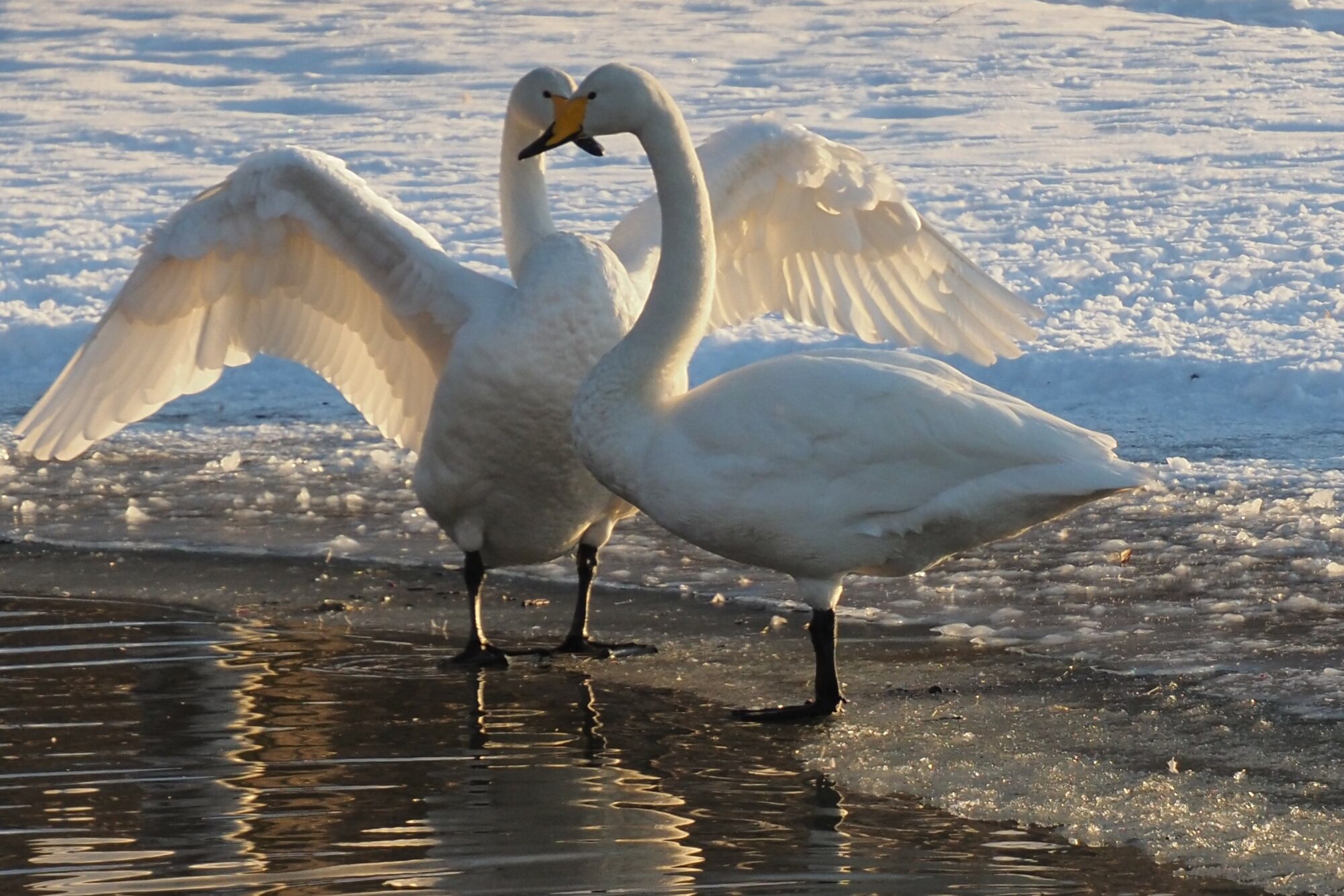 Valokuvaaja: Arja Valtonen