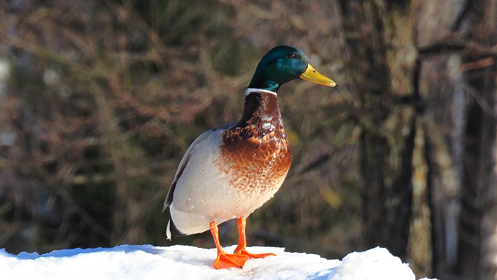 Valokuvaaja: Arja Valtonen